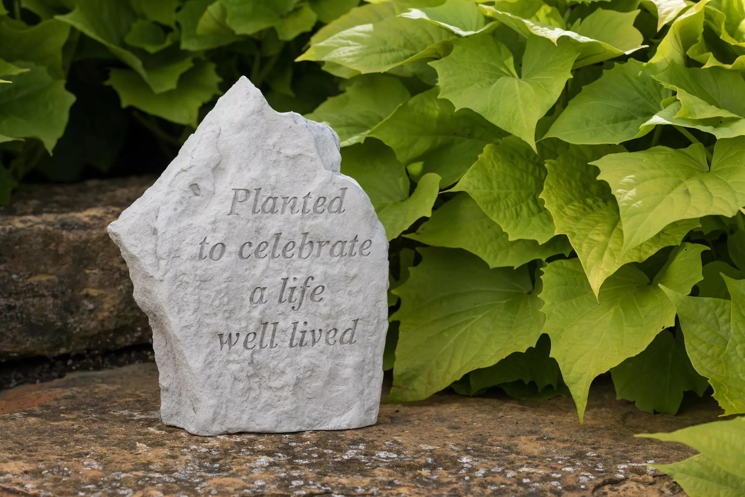 1009-planted-to-celebrate-a-life-well-lived-memorial-stone-2.webp Planted to Celebrate a Life Well Lived Memorial Stone