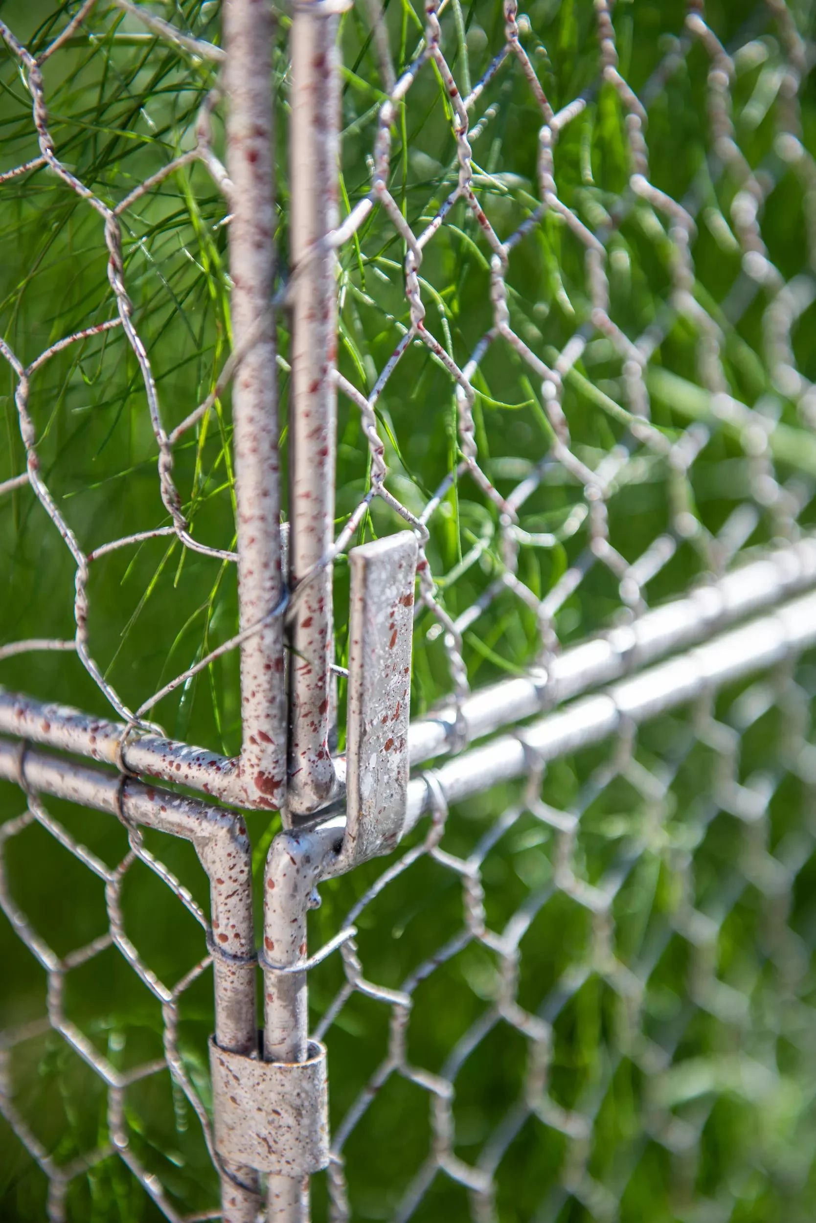 101-chicken-wire-crop-coop-extension-5.webp Chicken Wire Crop Coop Extension