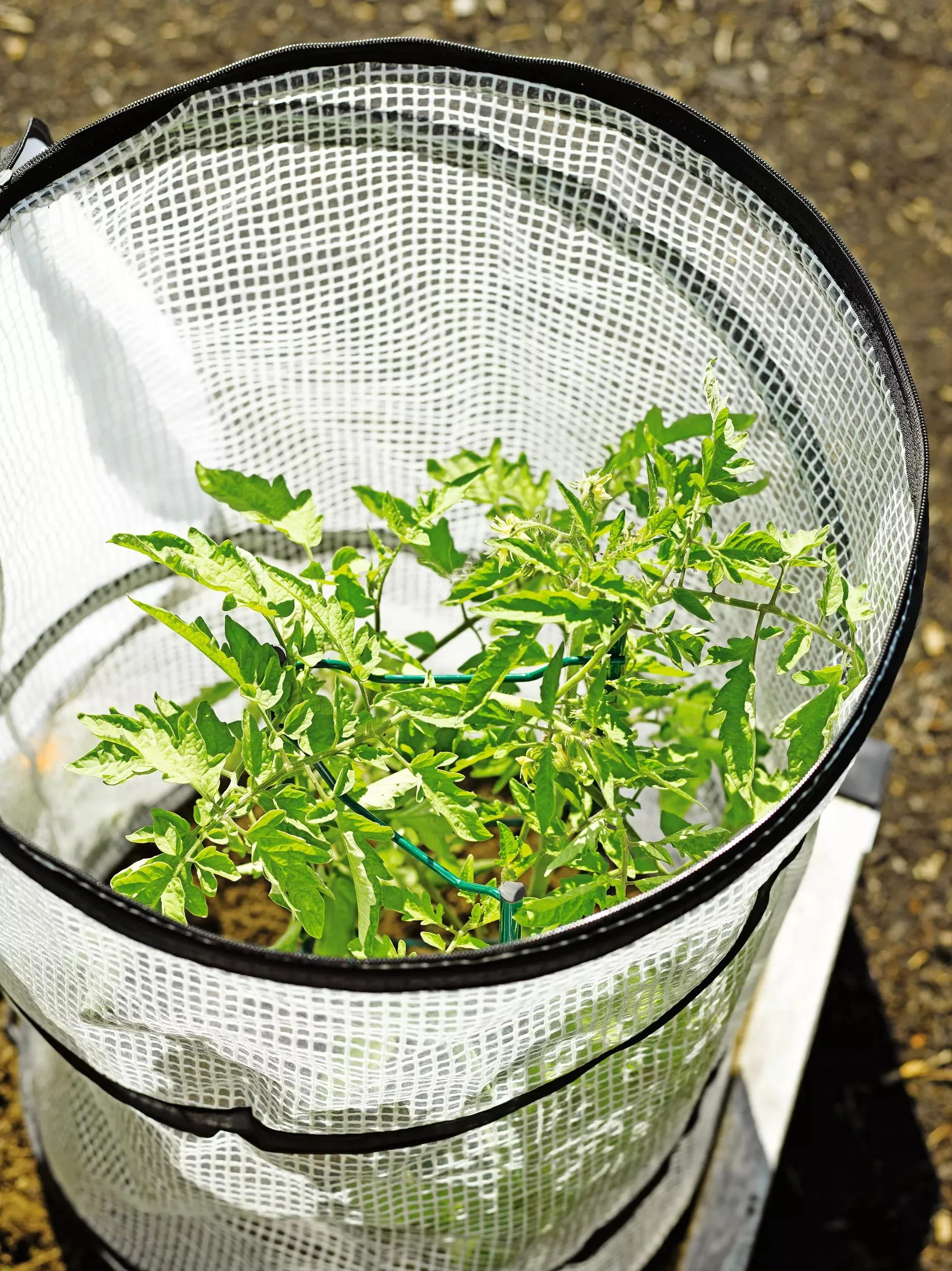 Pop-Up Tomato Accelerator