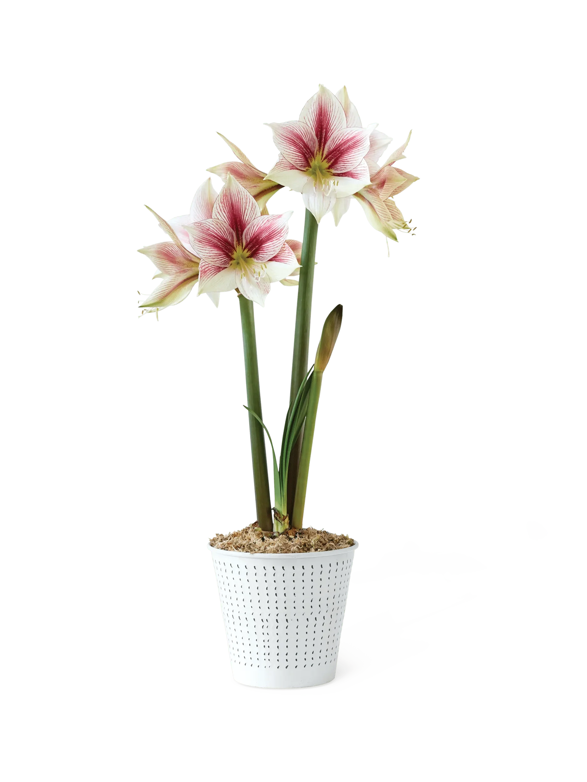 Potted Amaryllis