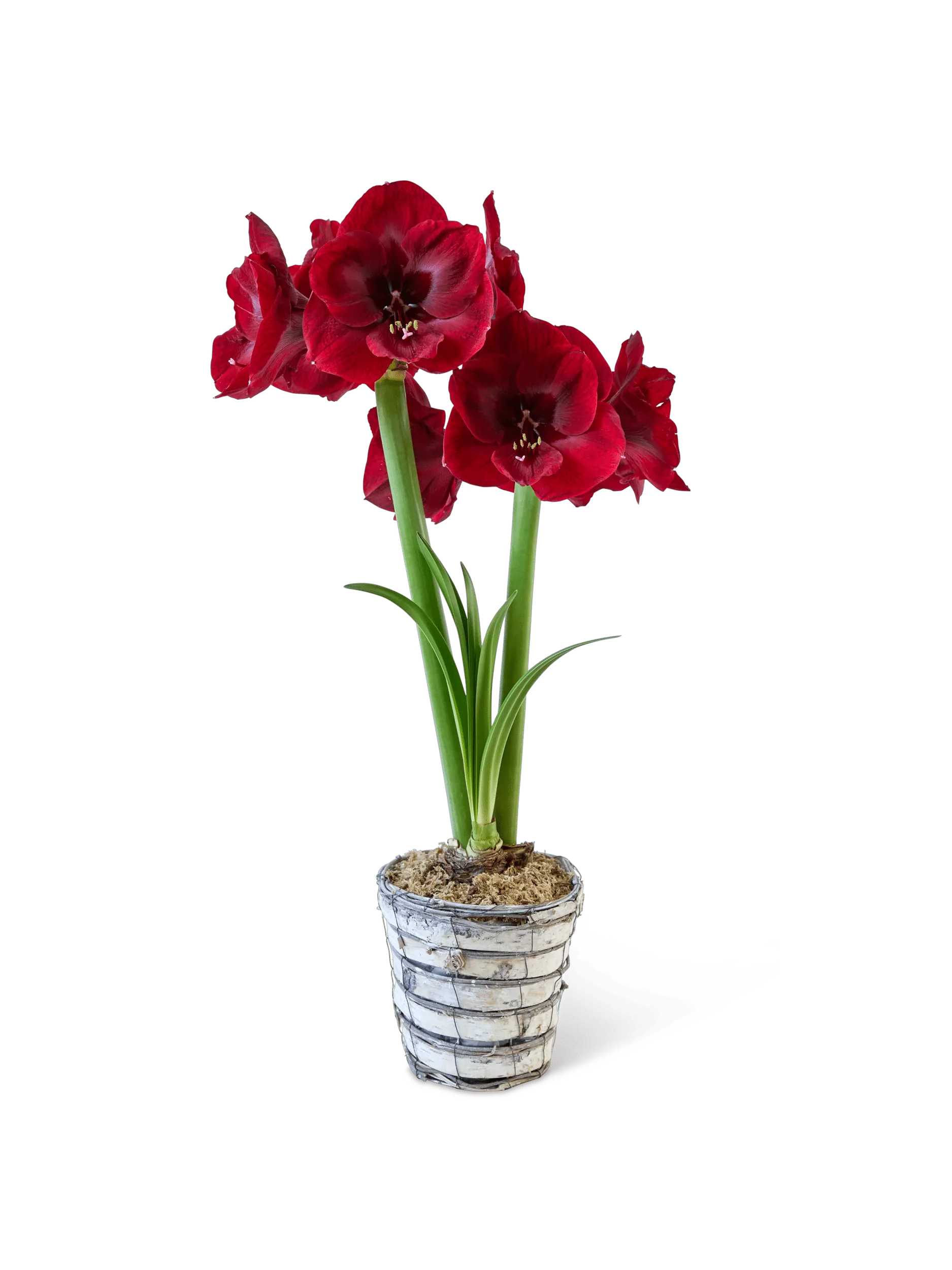 Potted Amaryllis