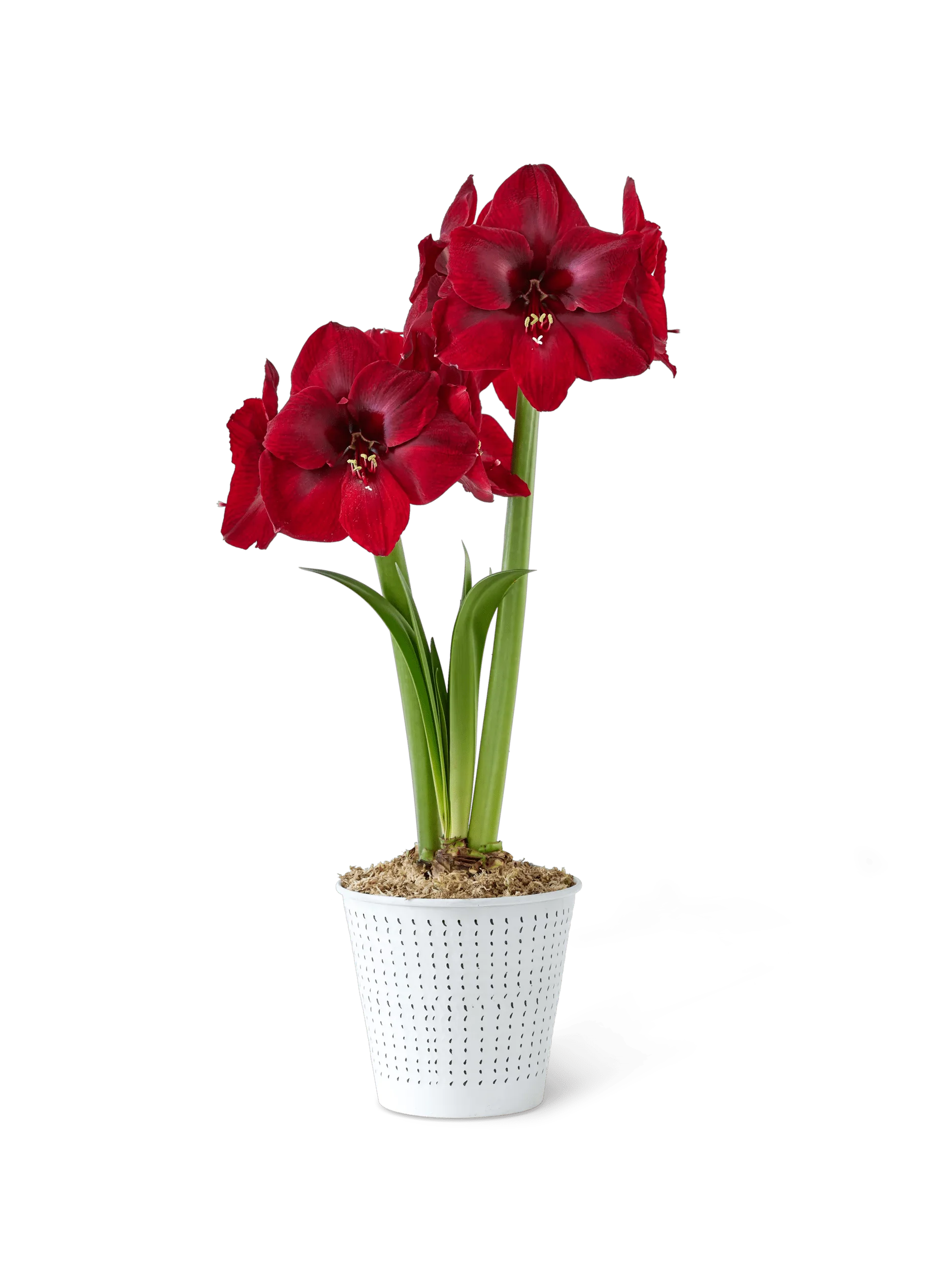 Potted Amaryllis