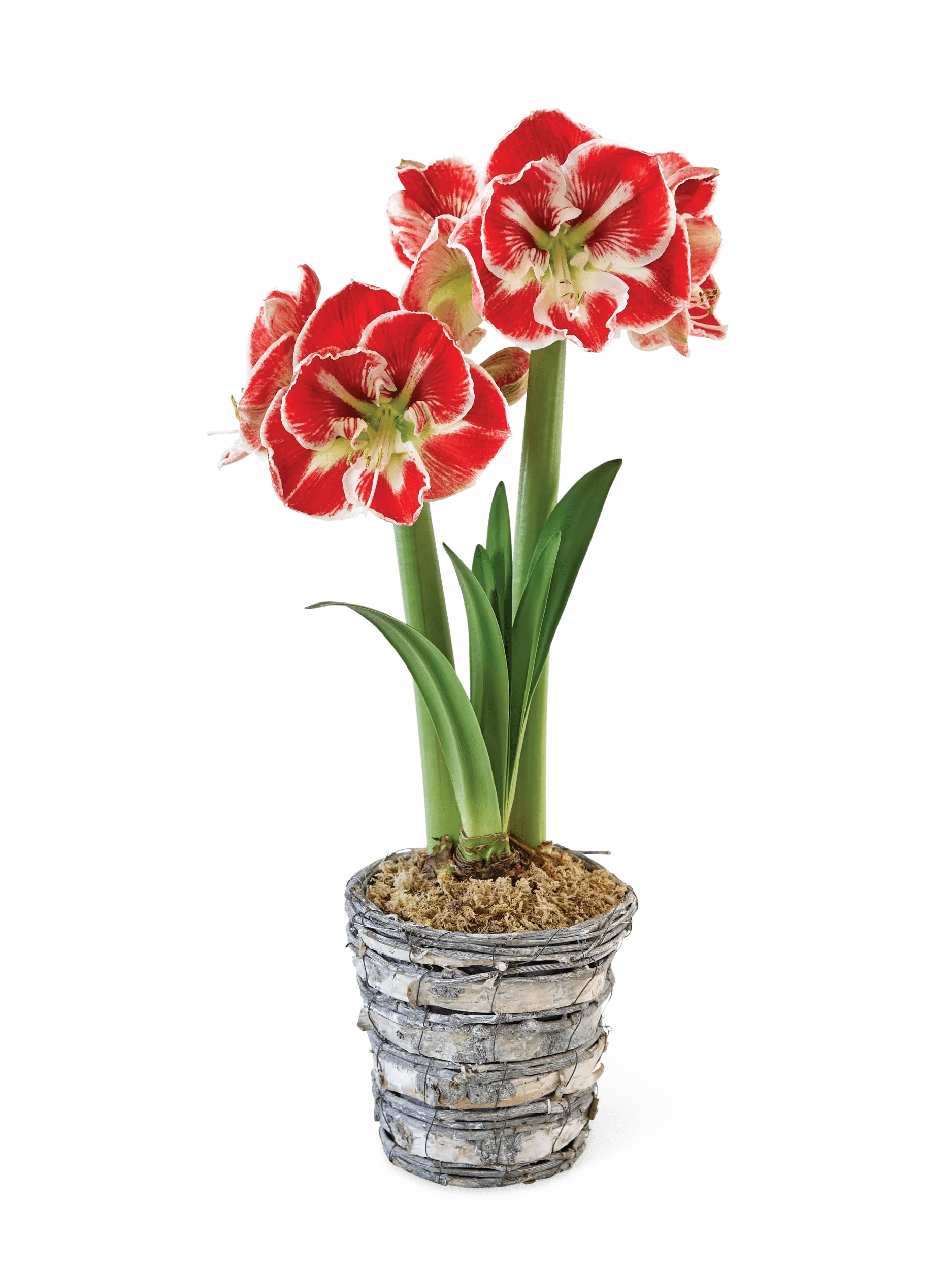 Potted Amaryllis