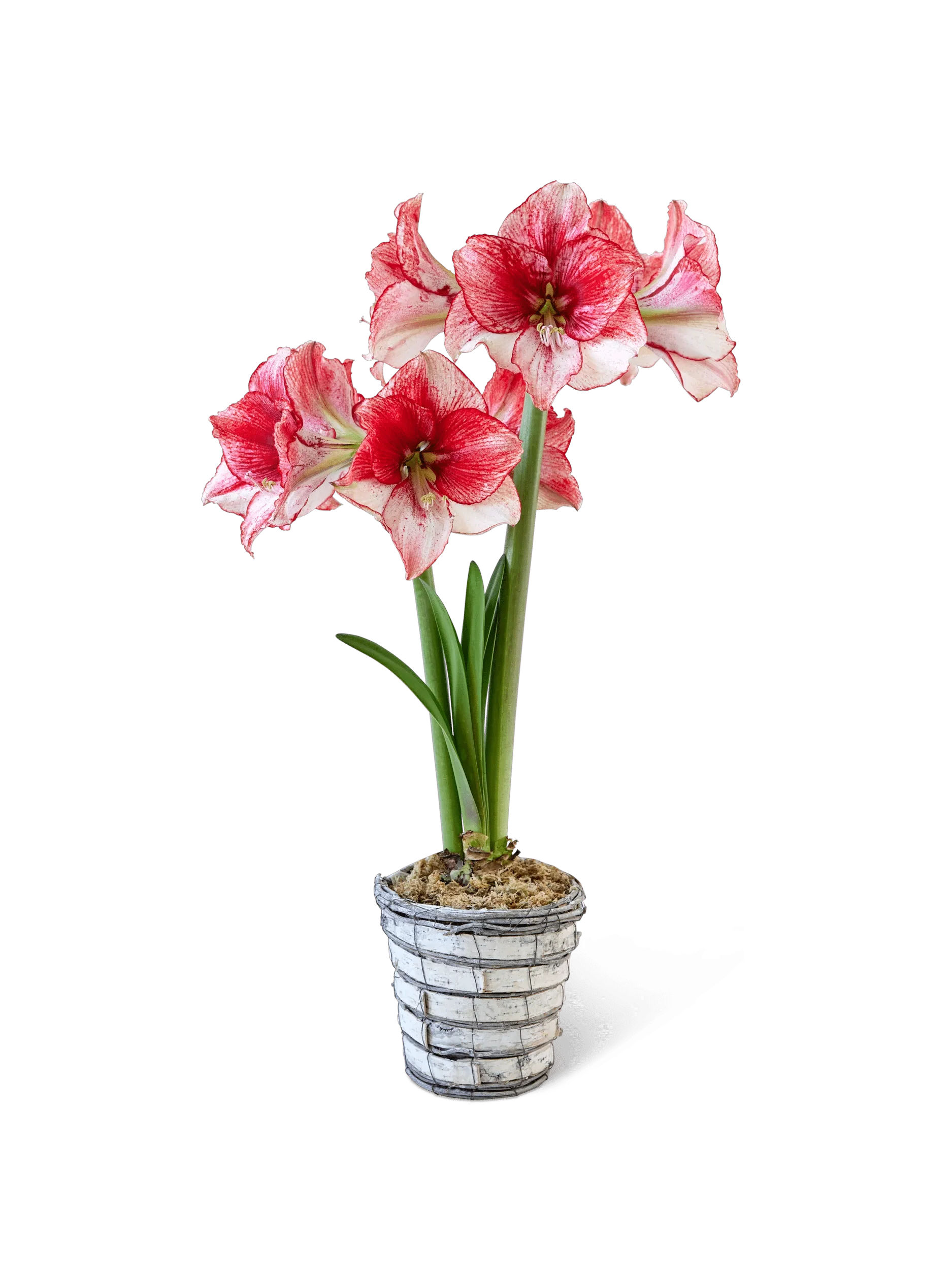 Potted Amaryllis