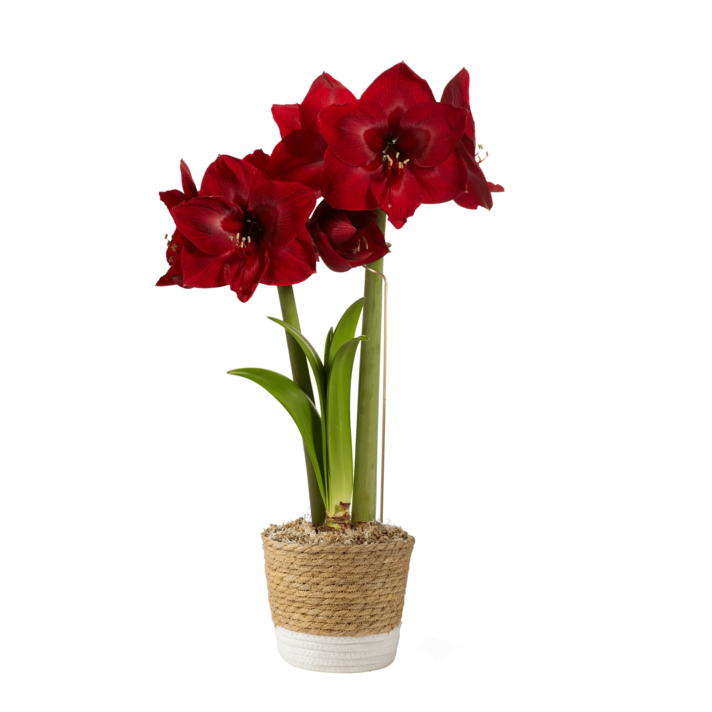 Potted Amaryllis