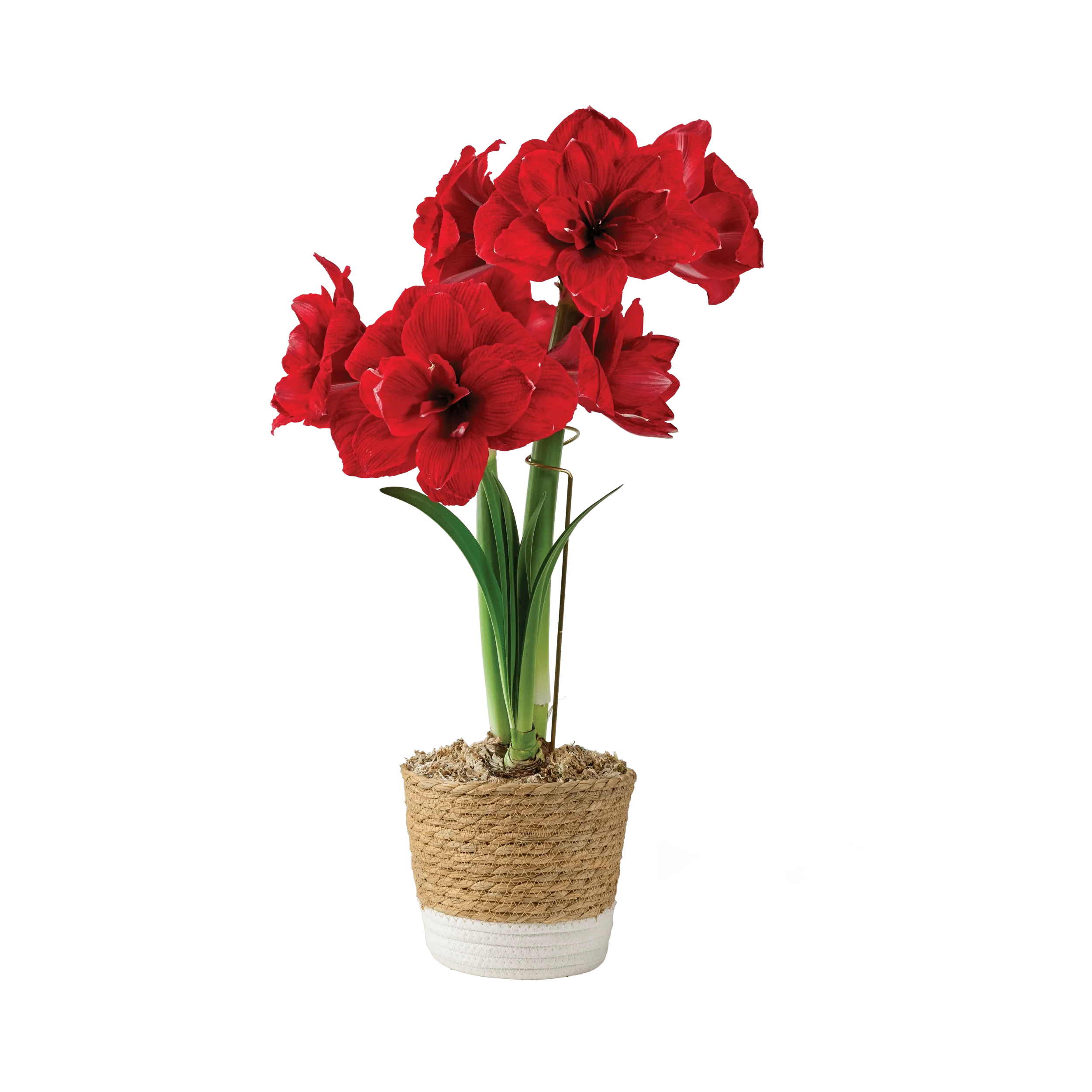 Potted Amaryllis