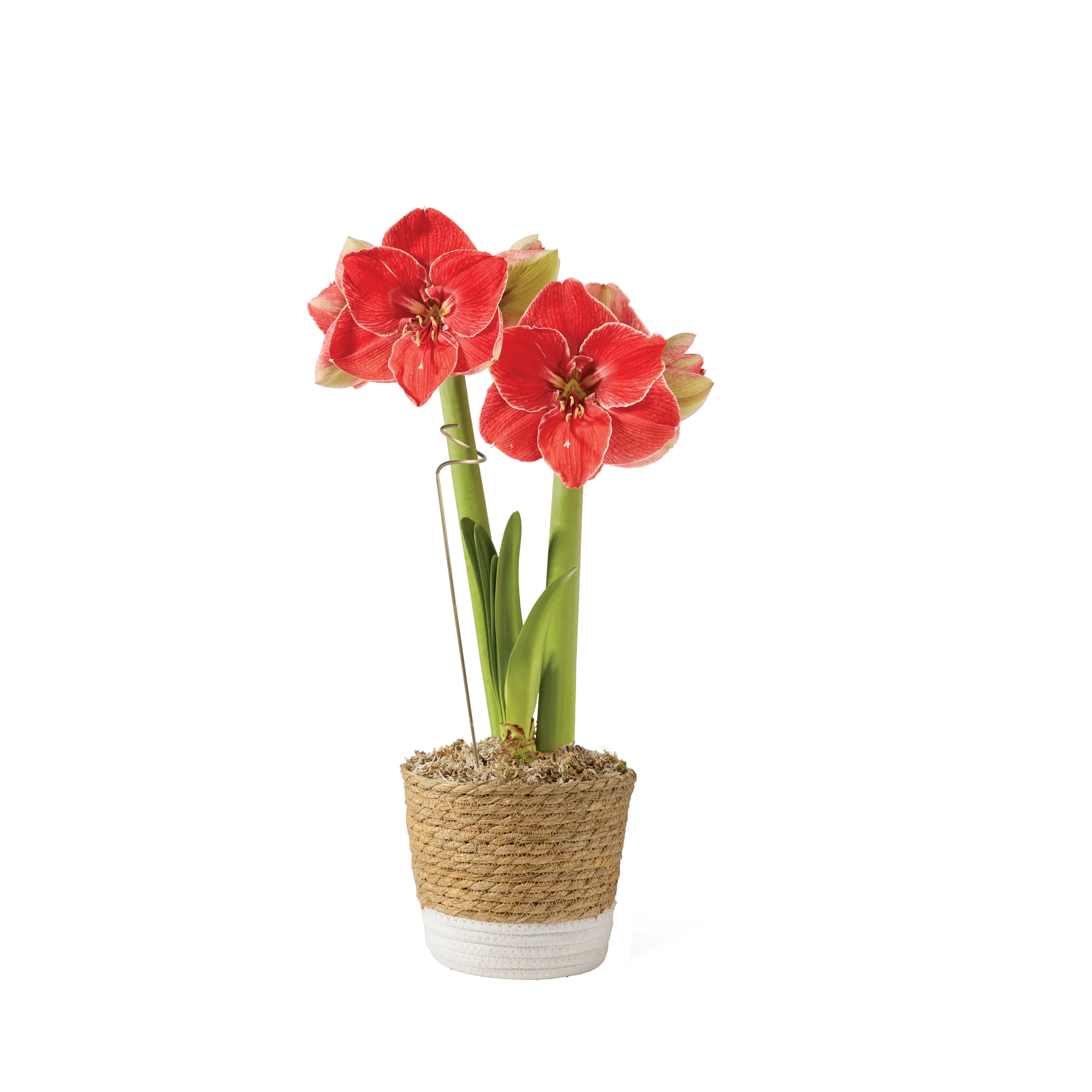 Potted Amaryllis