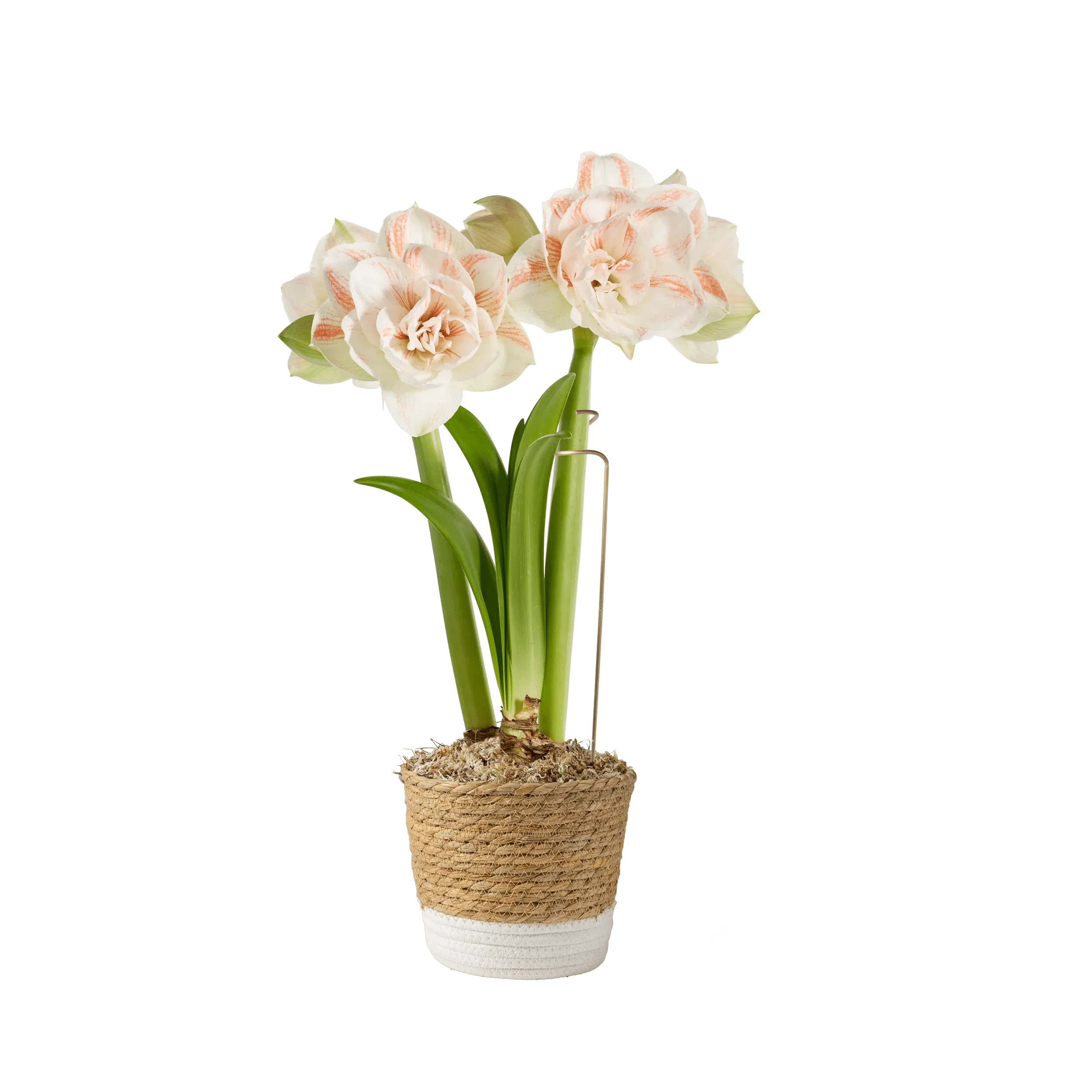 Potted Amaryllis