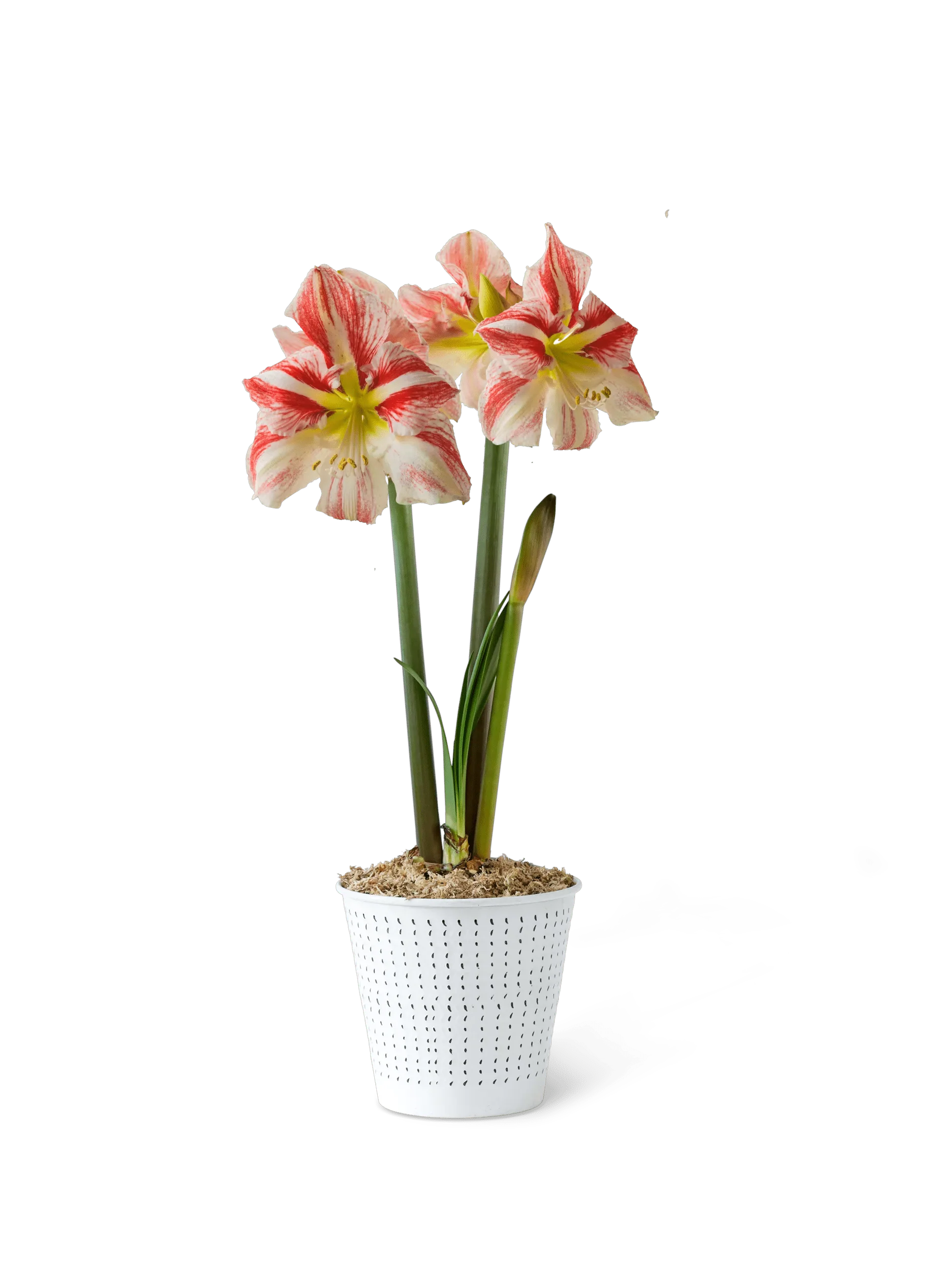 Potted Amaryllis