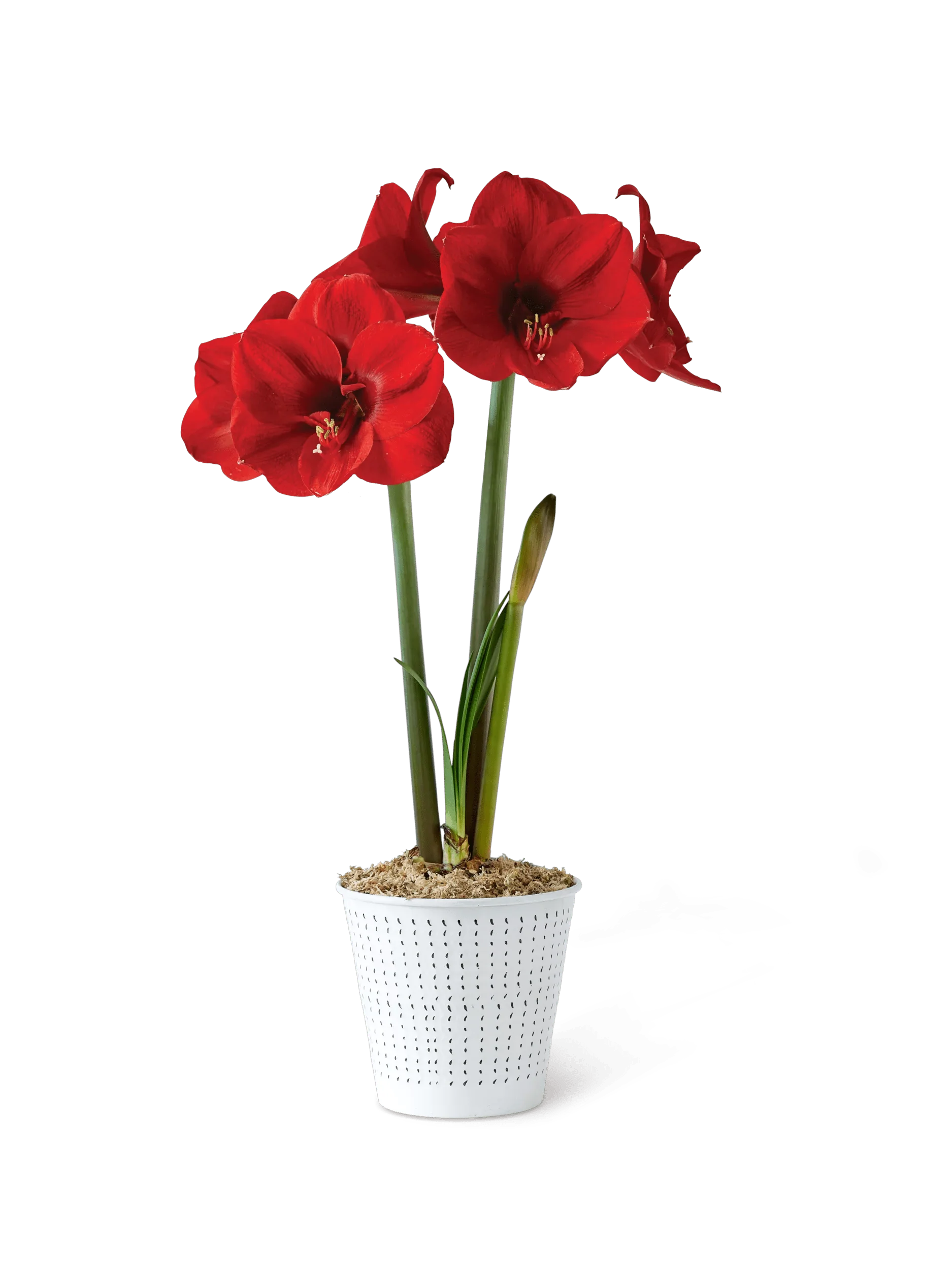 Potted Amaryllis