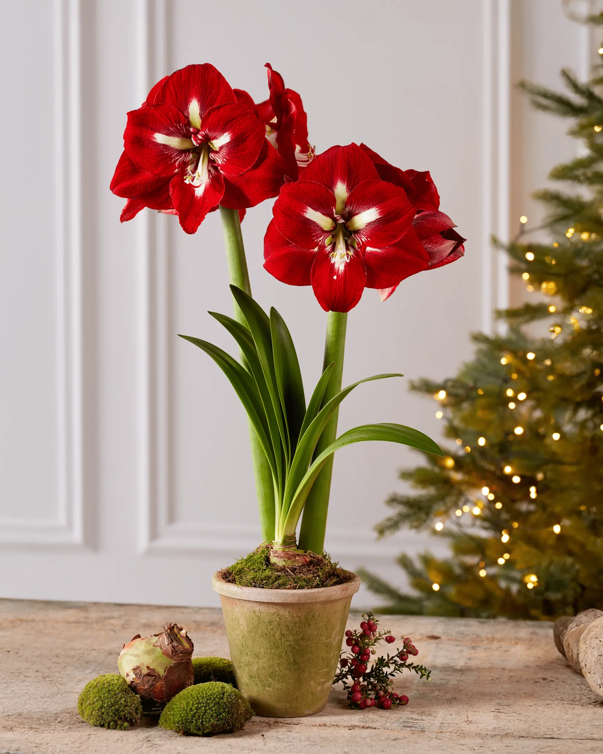 Premium Amaryllis Bulbs