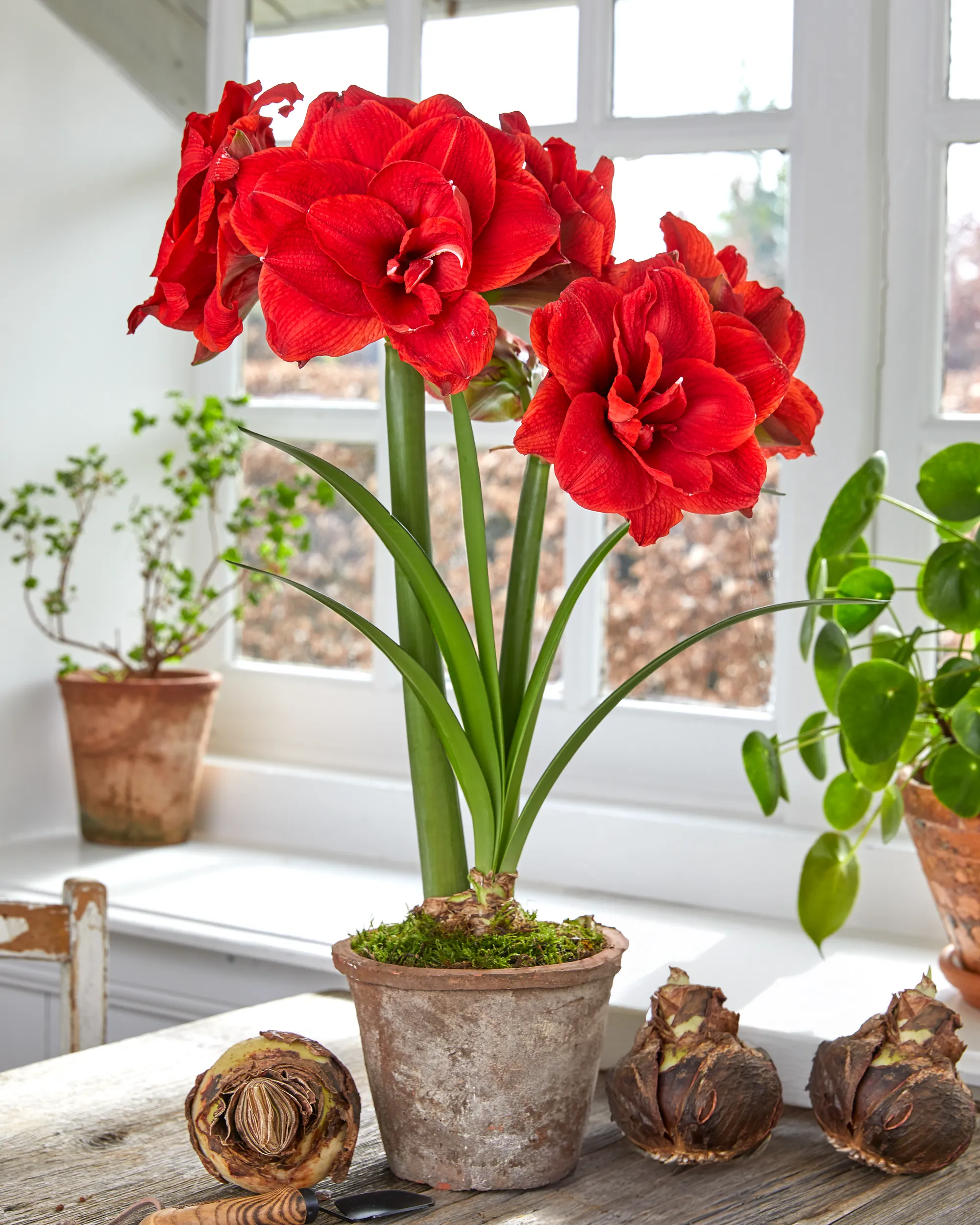 Premium Amaryllis Bulbs