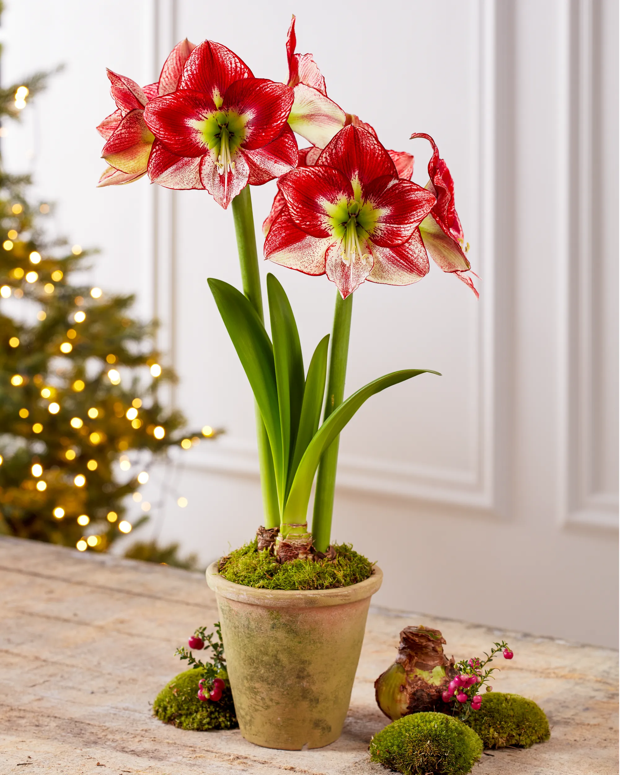Premium Amaryllis Bulbs