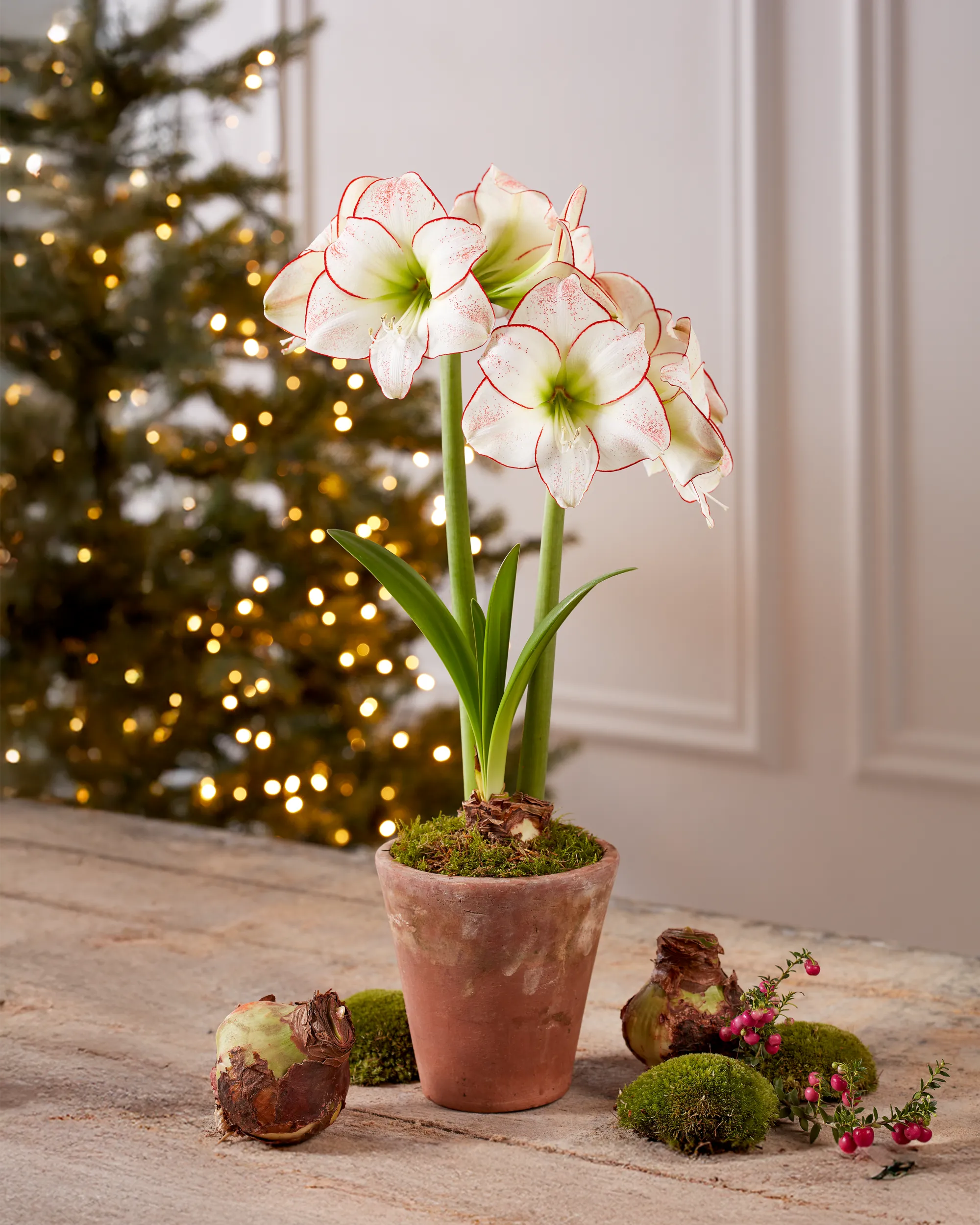 Premium Amaryllis Bulbs