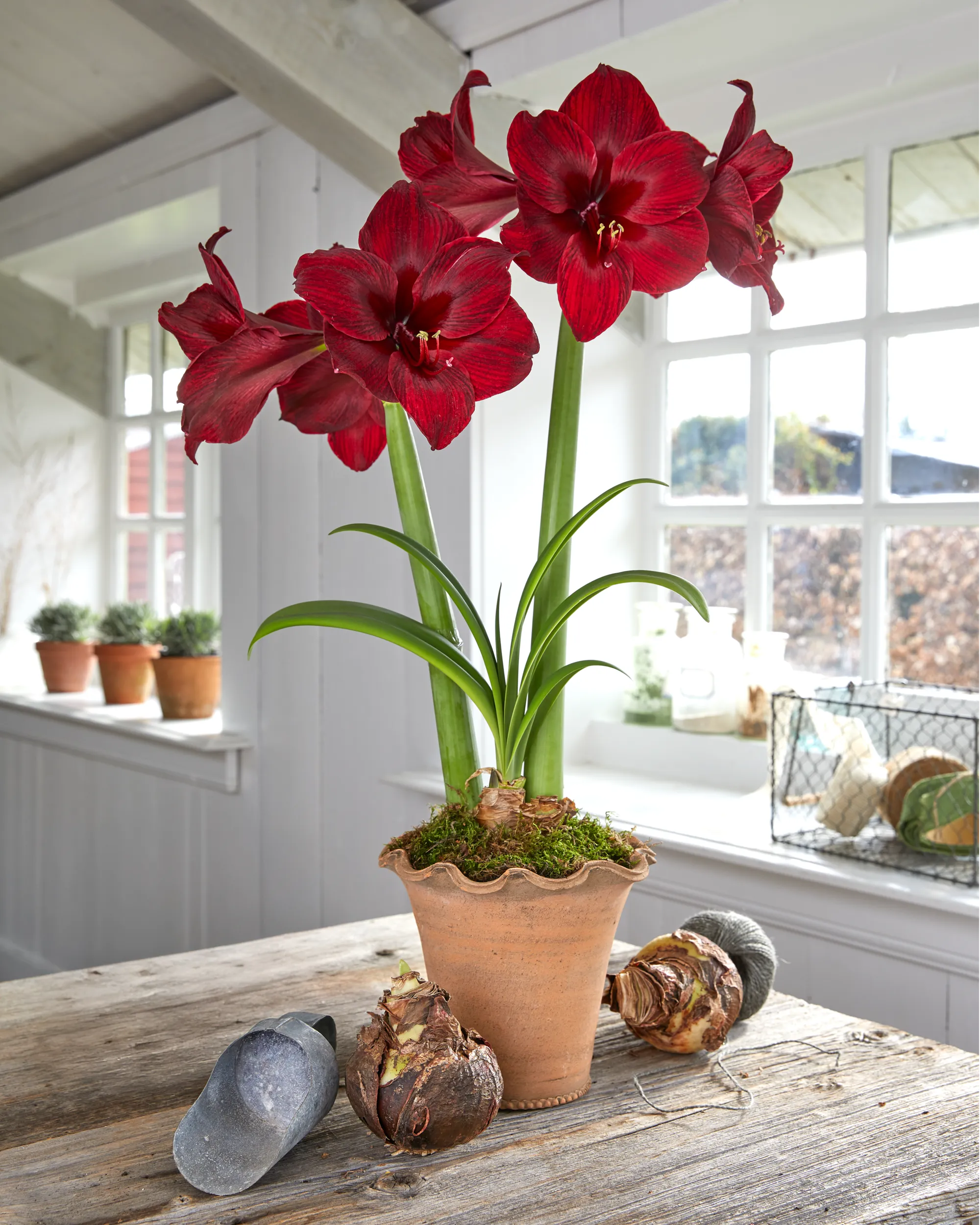 Premium Amaryllis Bulbs
