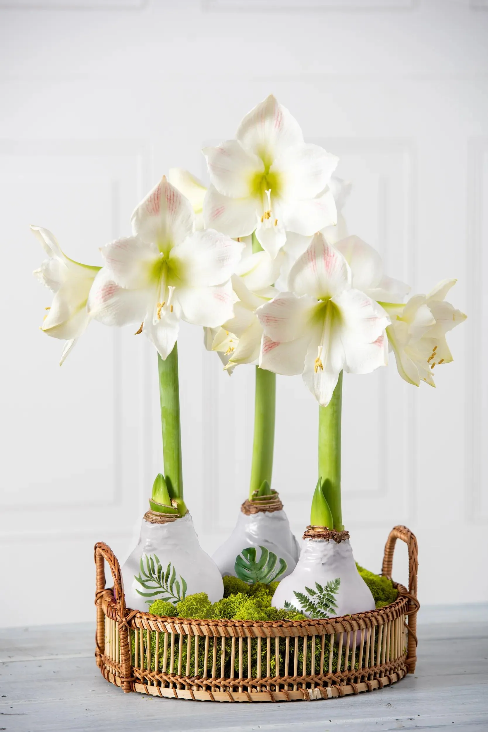 1132-printed-leaf-waxed-amaryllis-set-of-3-1.webp Printed Leaf Waxed Amaryllis (Set of 3)