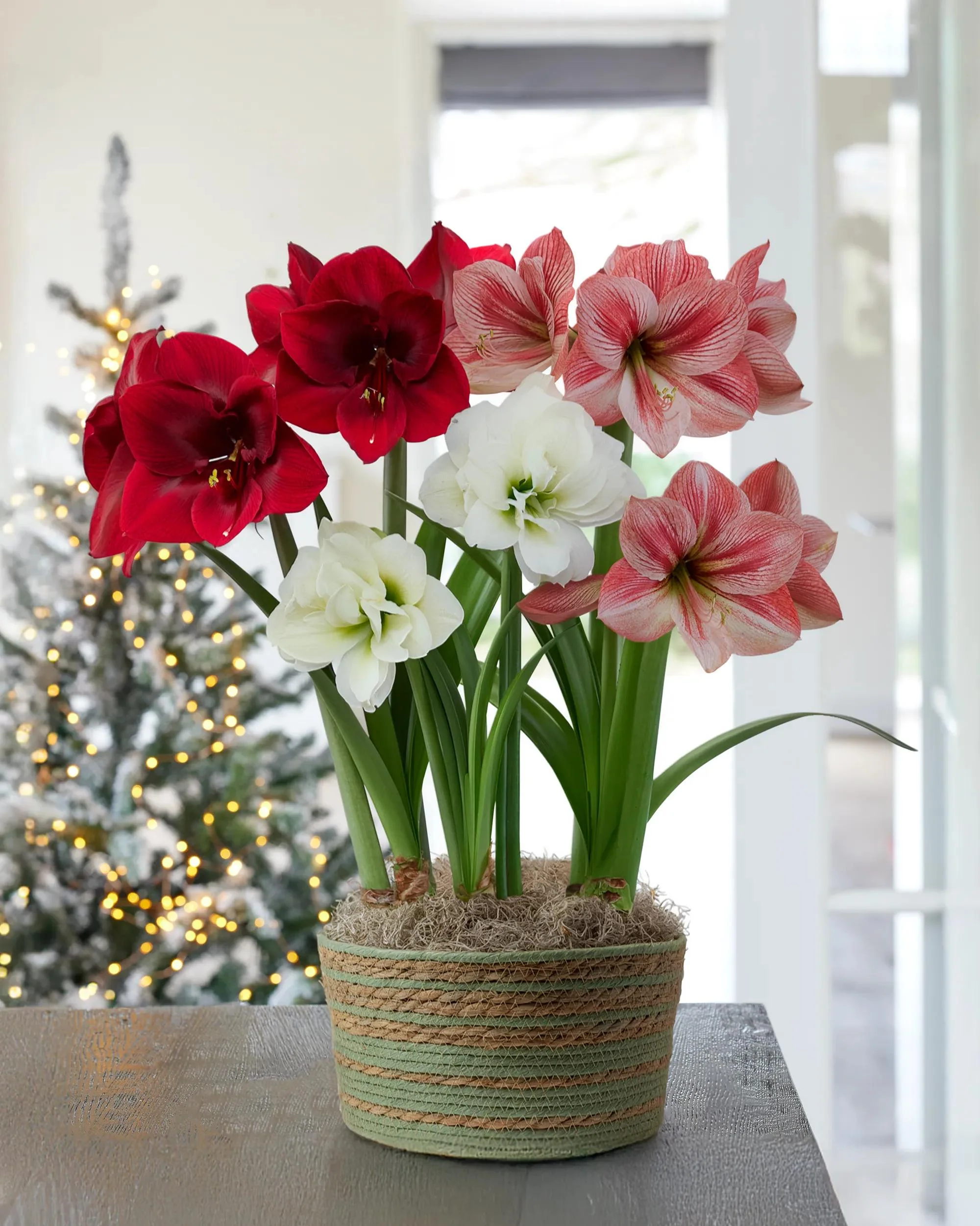 1137-provence-potted-amaryllis-trio-1.webp Provence Potted Amaryllis Trio