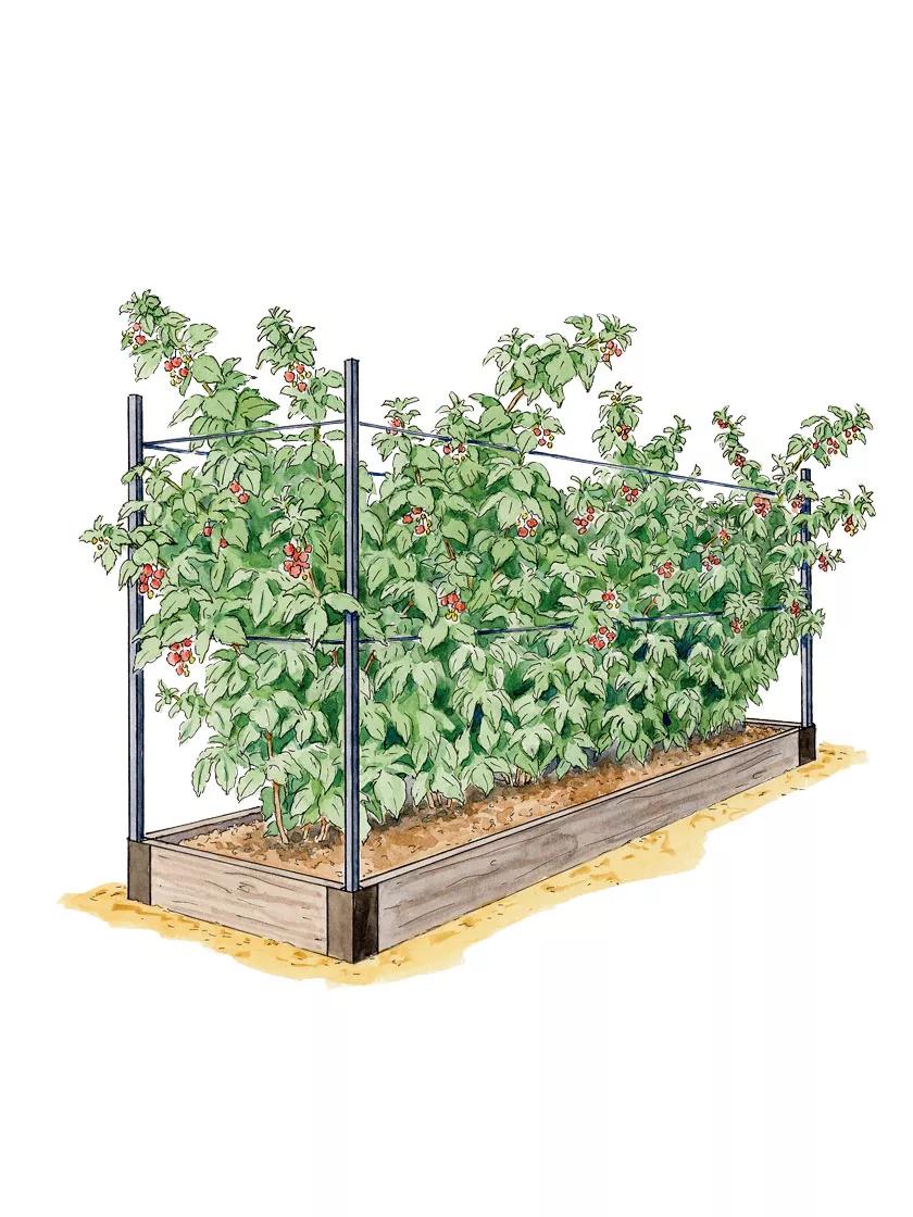 1176-raspberry-bed-7.25-d-1.jpg Raspberry Bed (7.25" D)