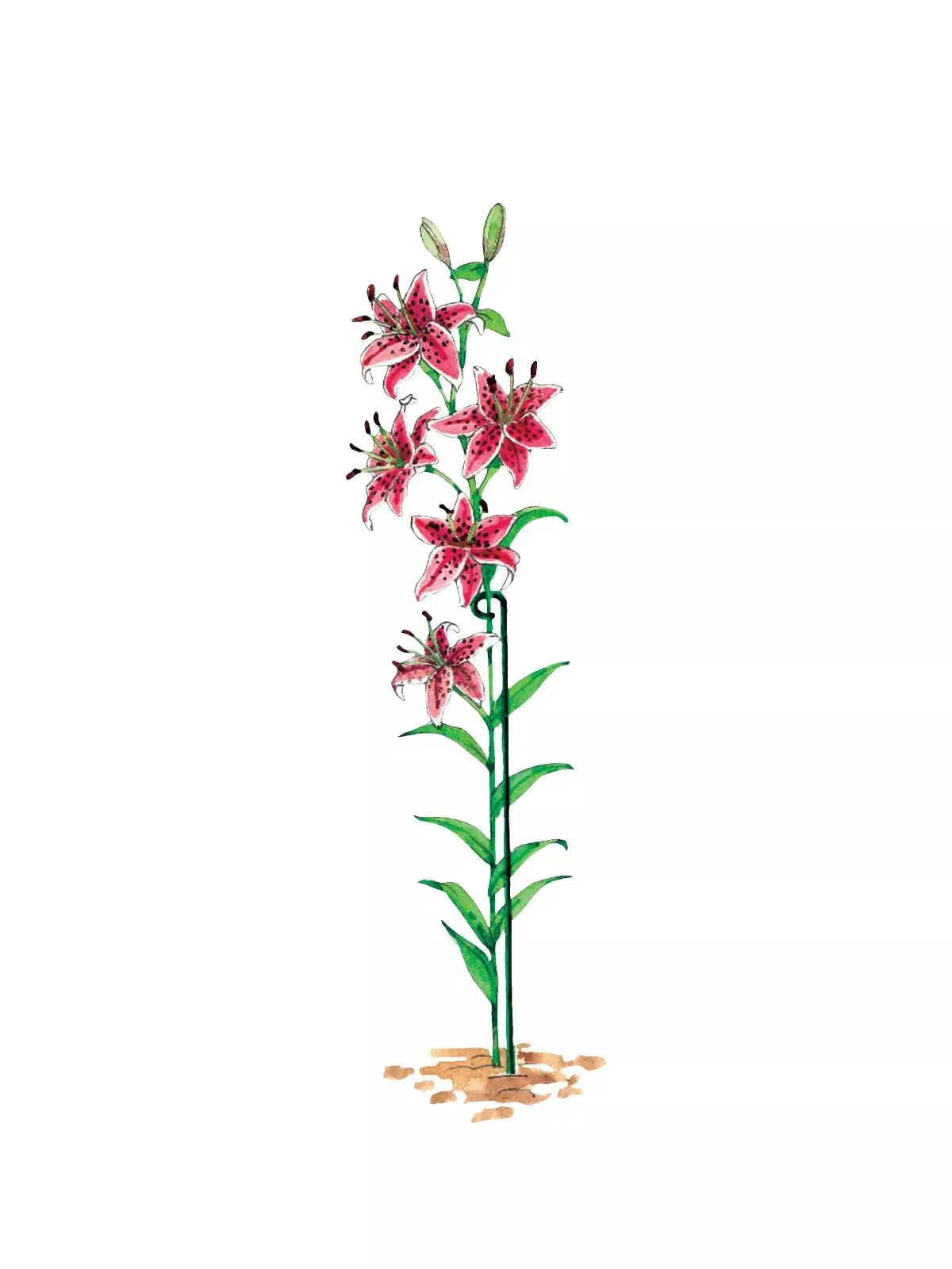 Single Stem Supports, Set of 3
