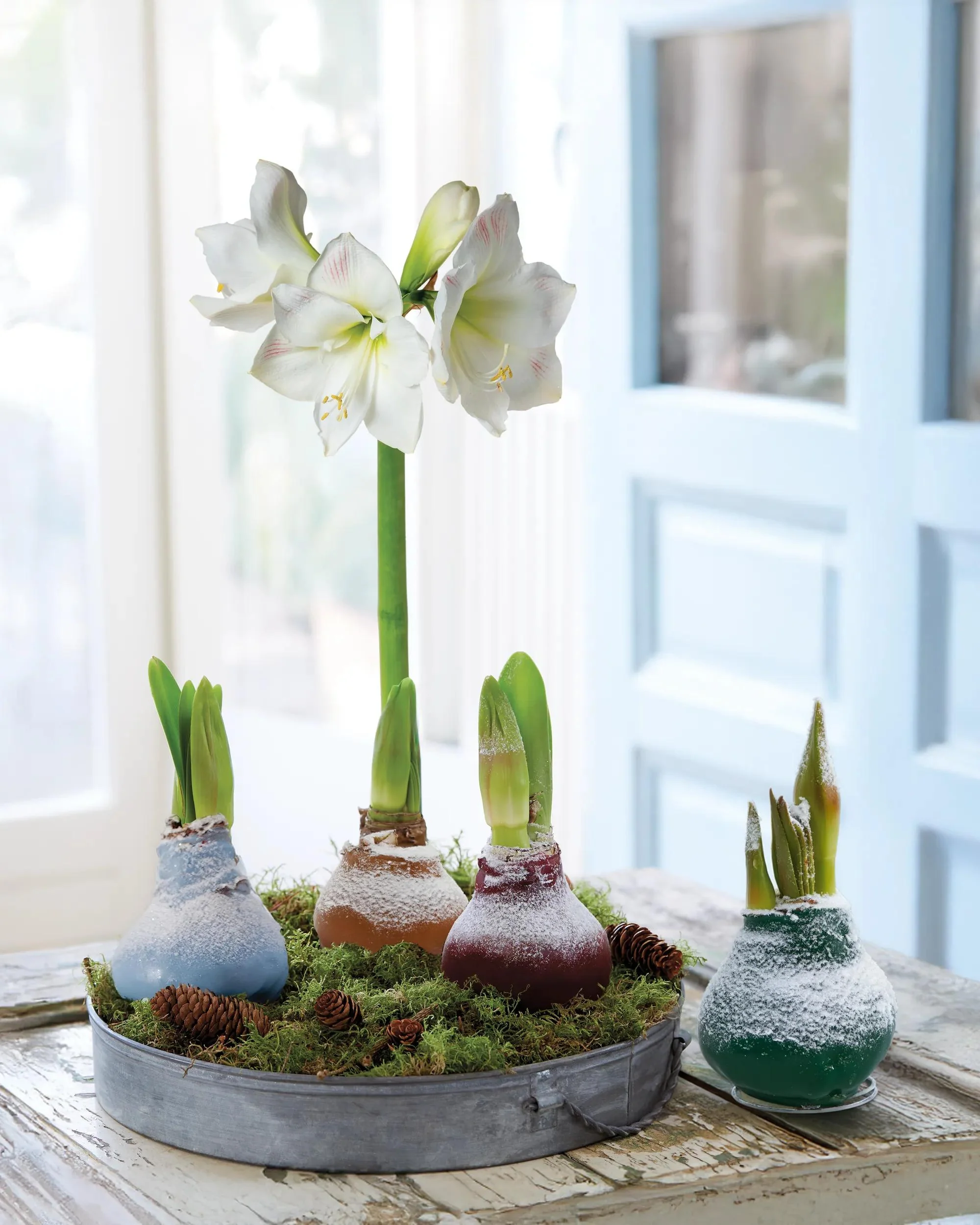 Snow Waxed Amaryllis