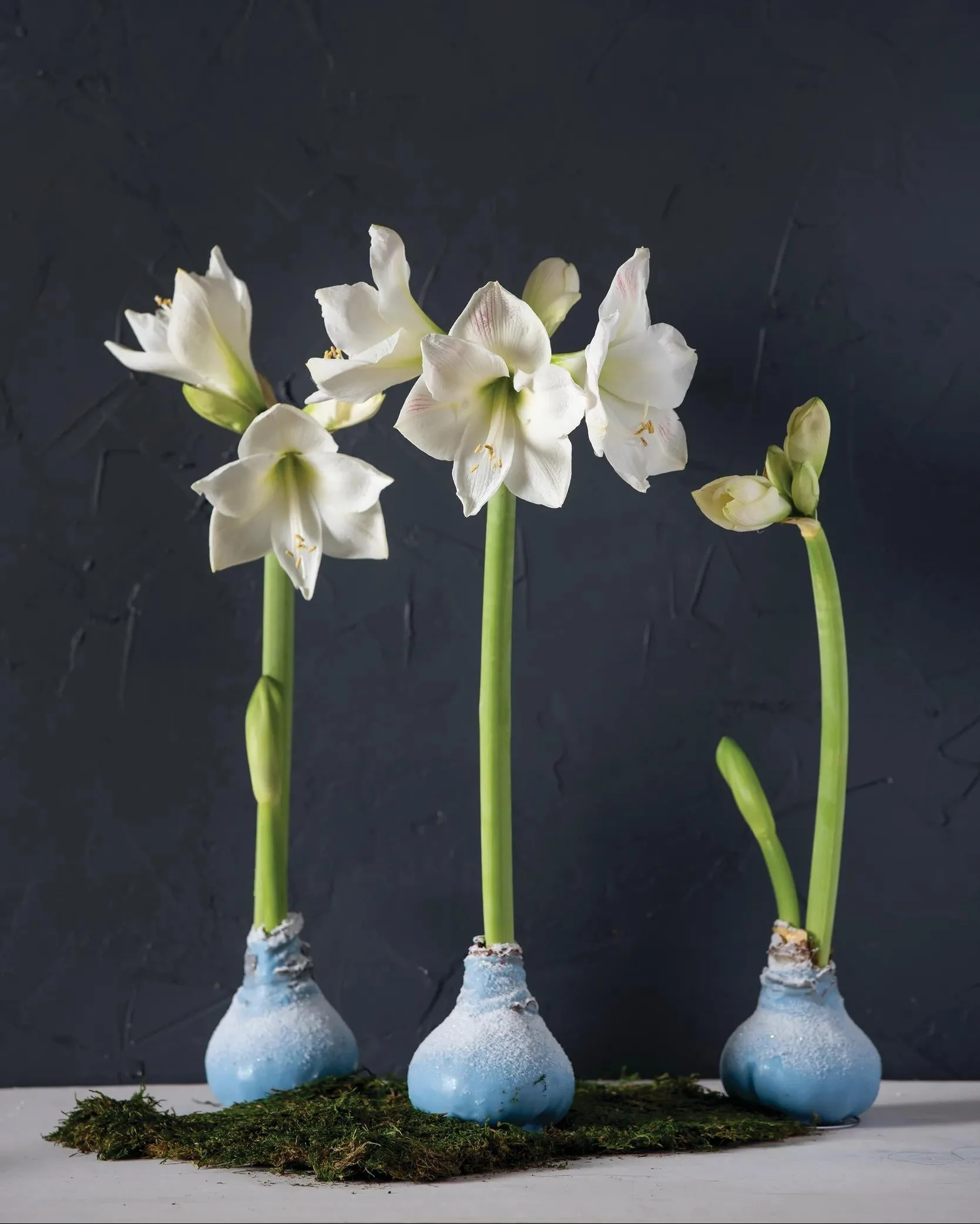 Snow Waxed Amaryllis
