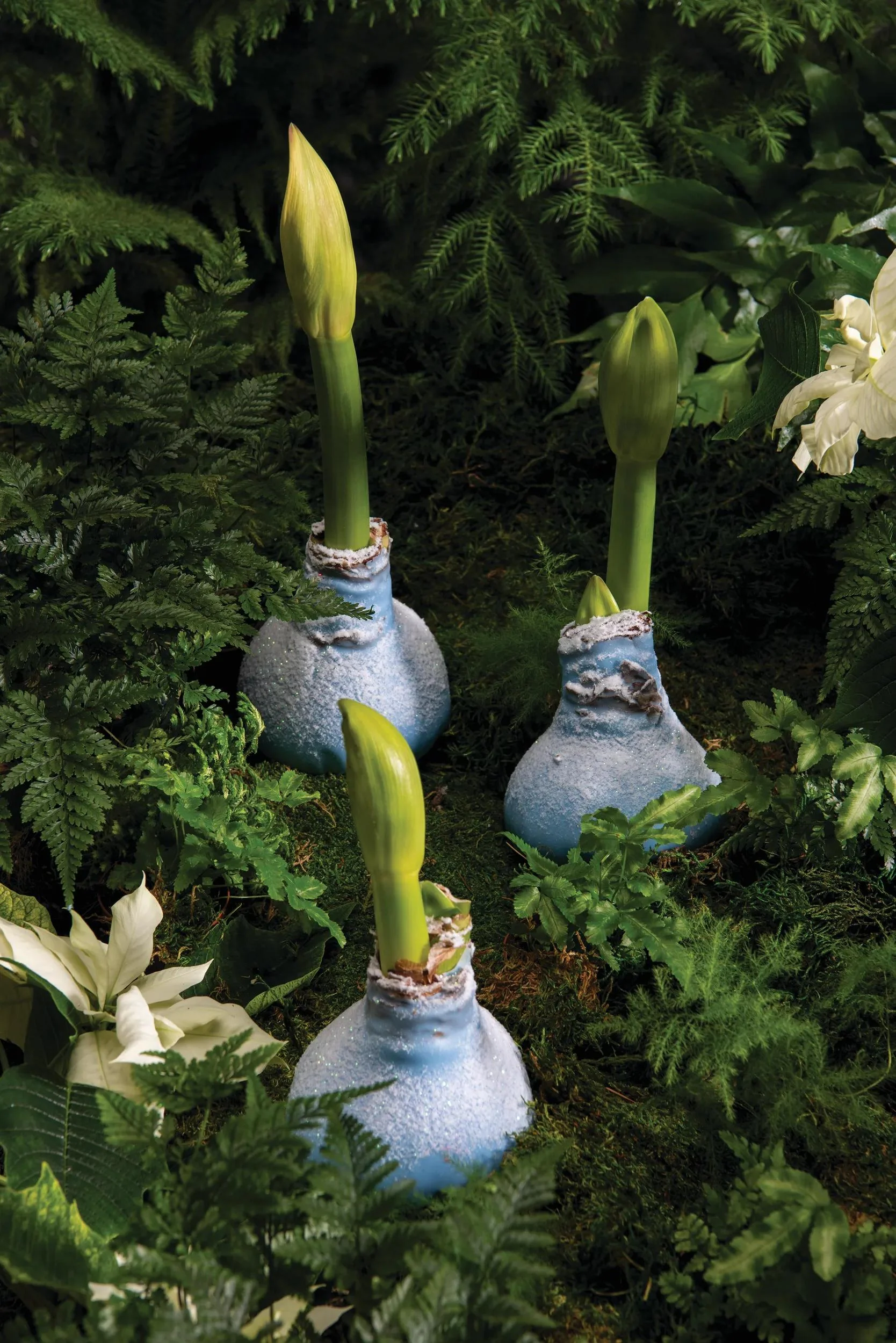 Snow Waxed Amaryllis