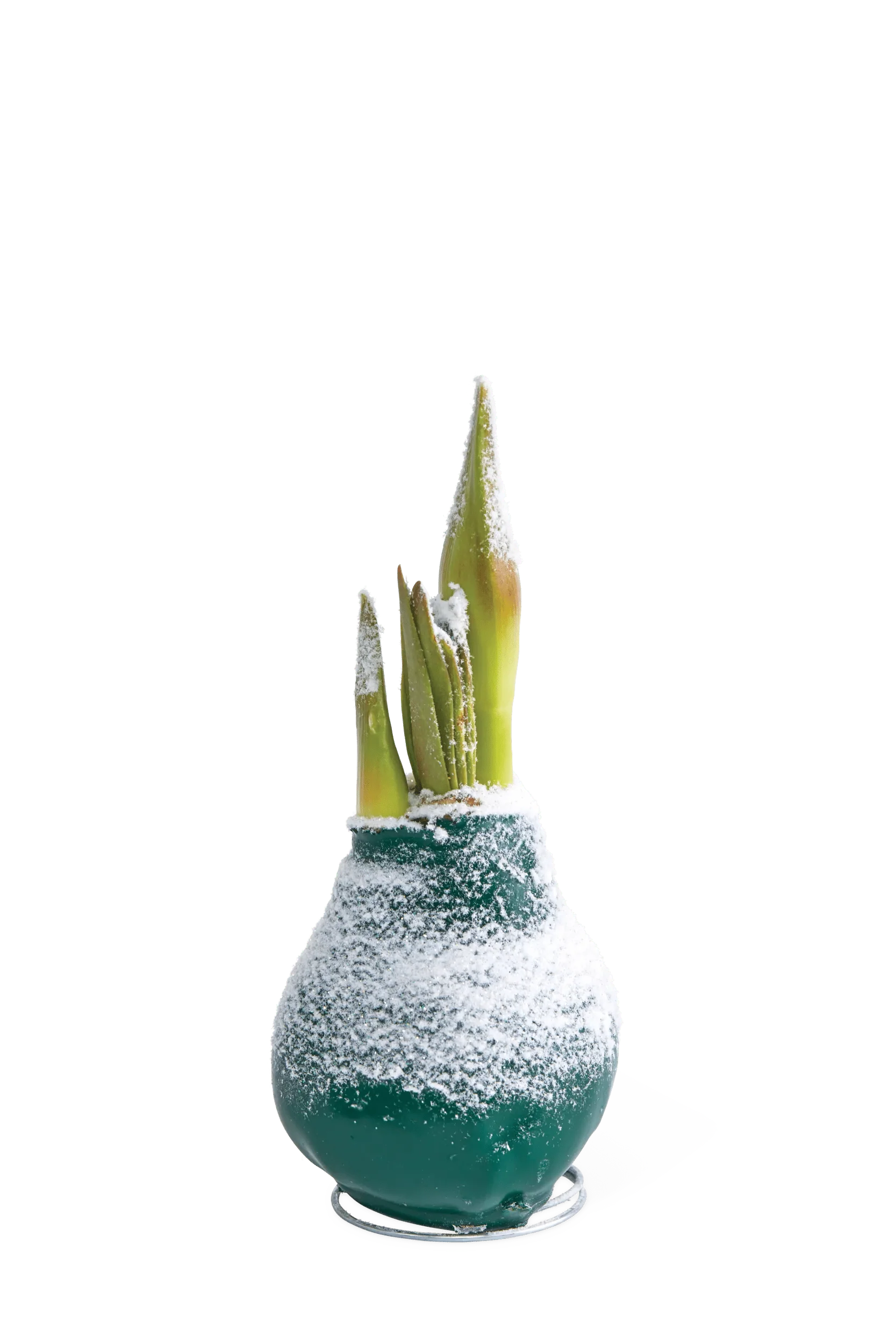 Snow Waxed Amaryllis