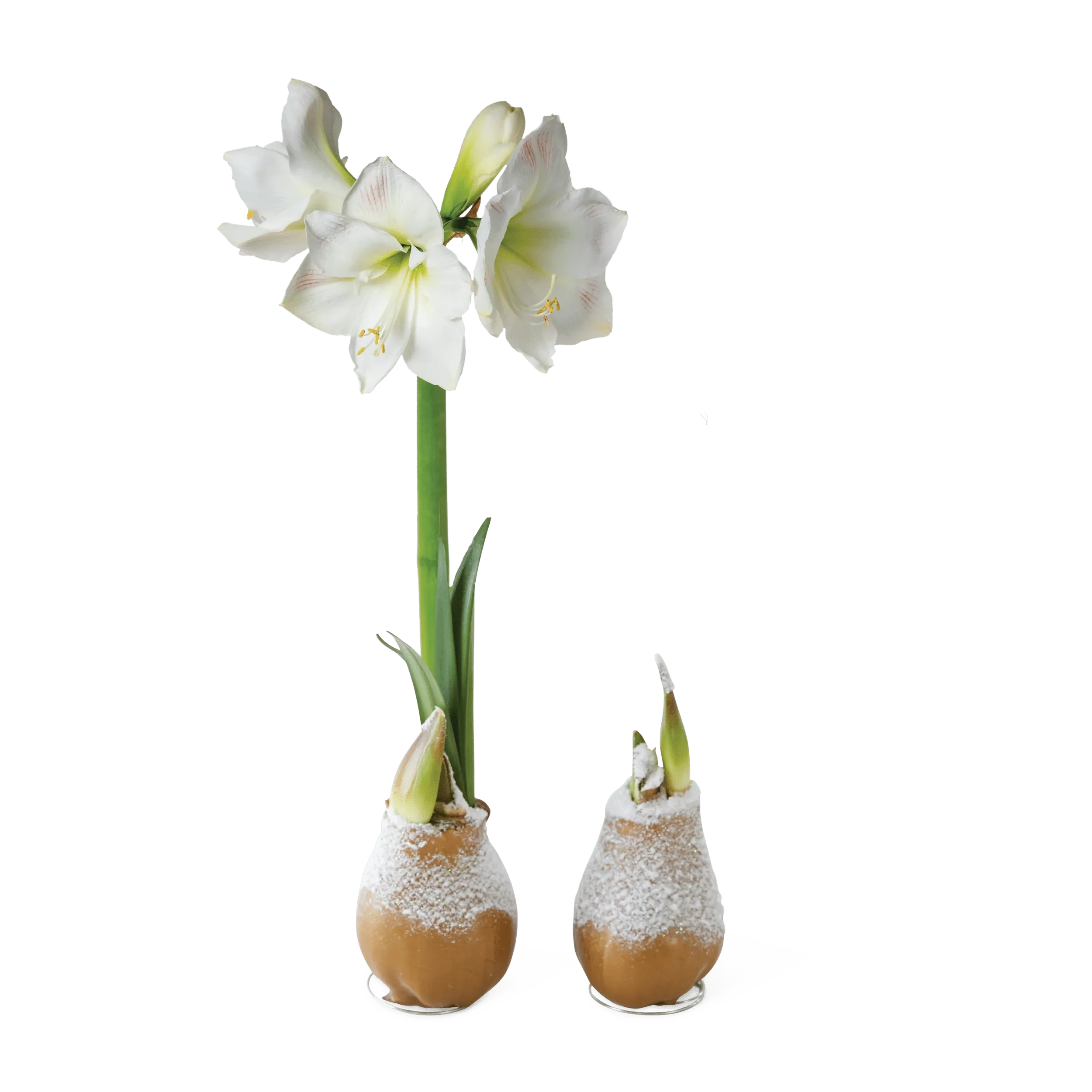 Snow Waxed Amaryllis