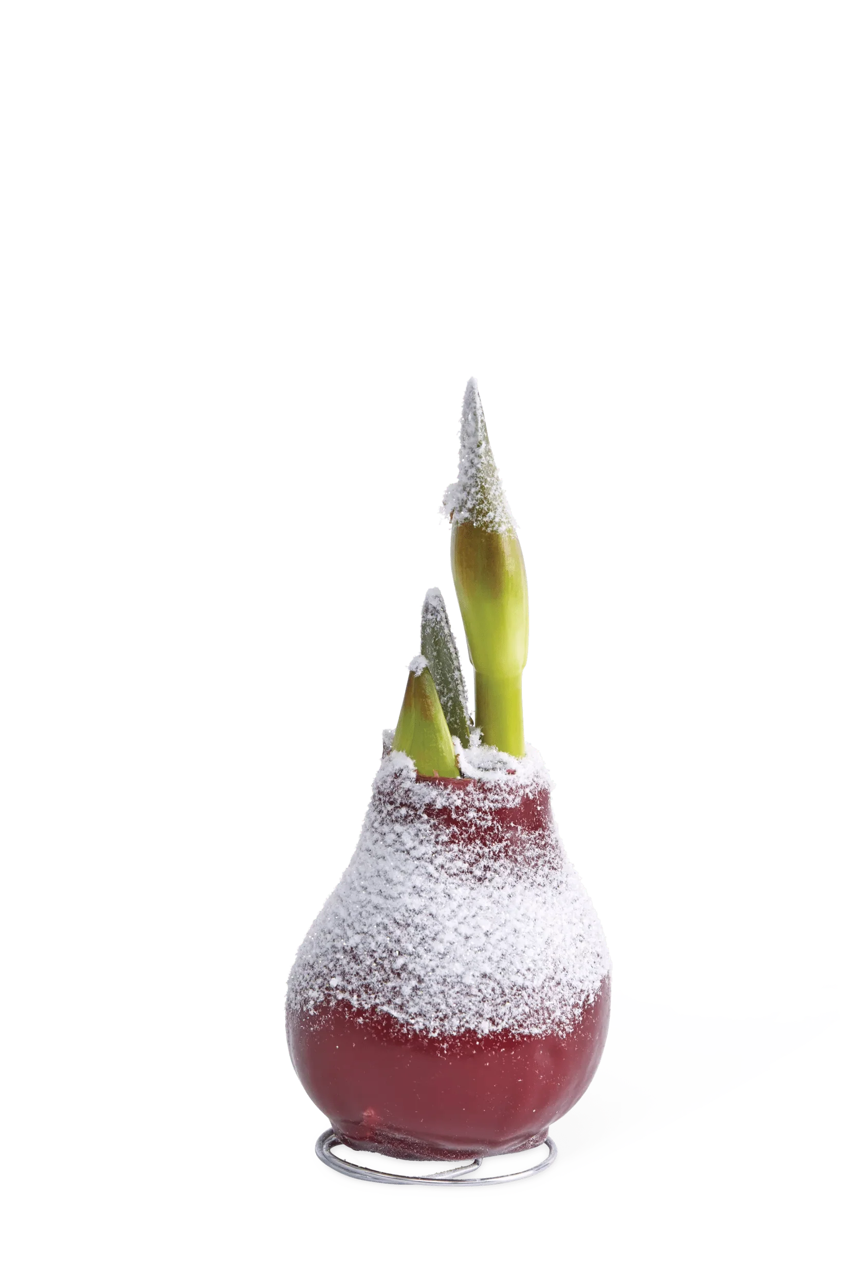 Snow Waxed Amaryllis