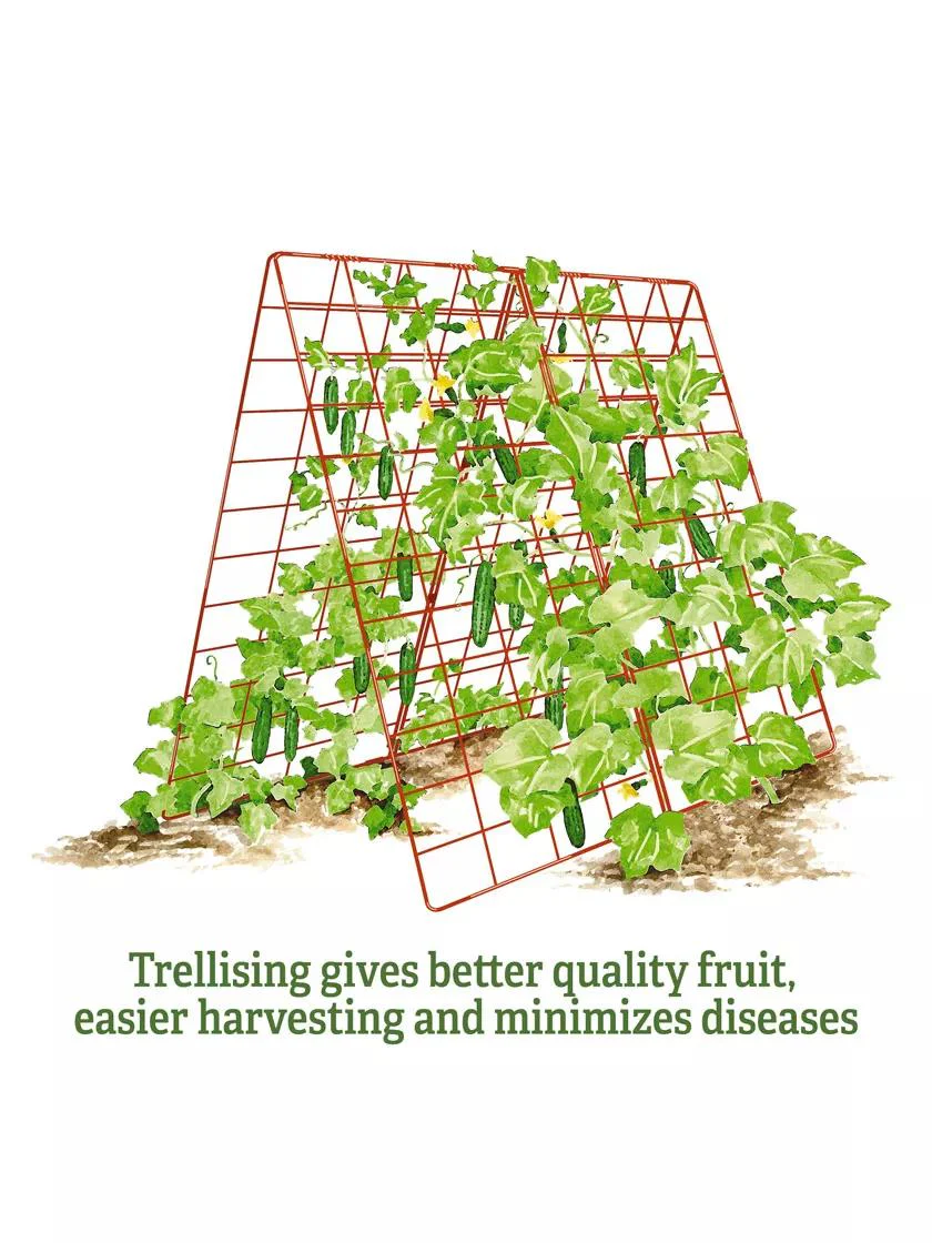 Deluxe Cucumber Trellis