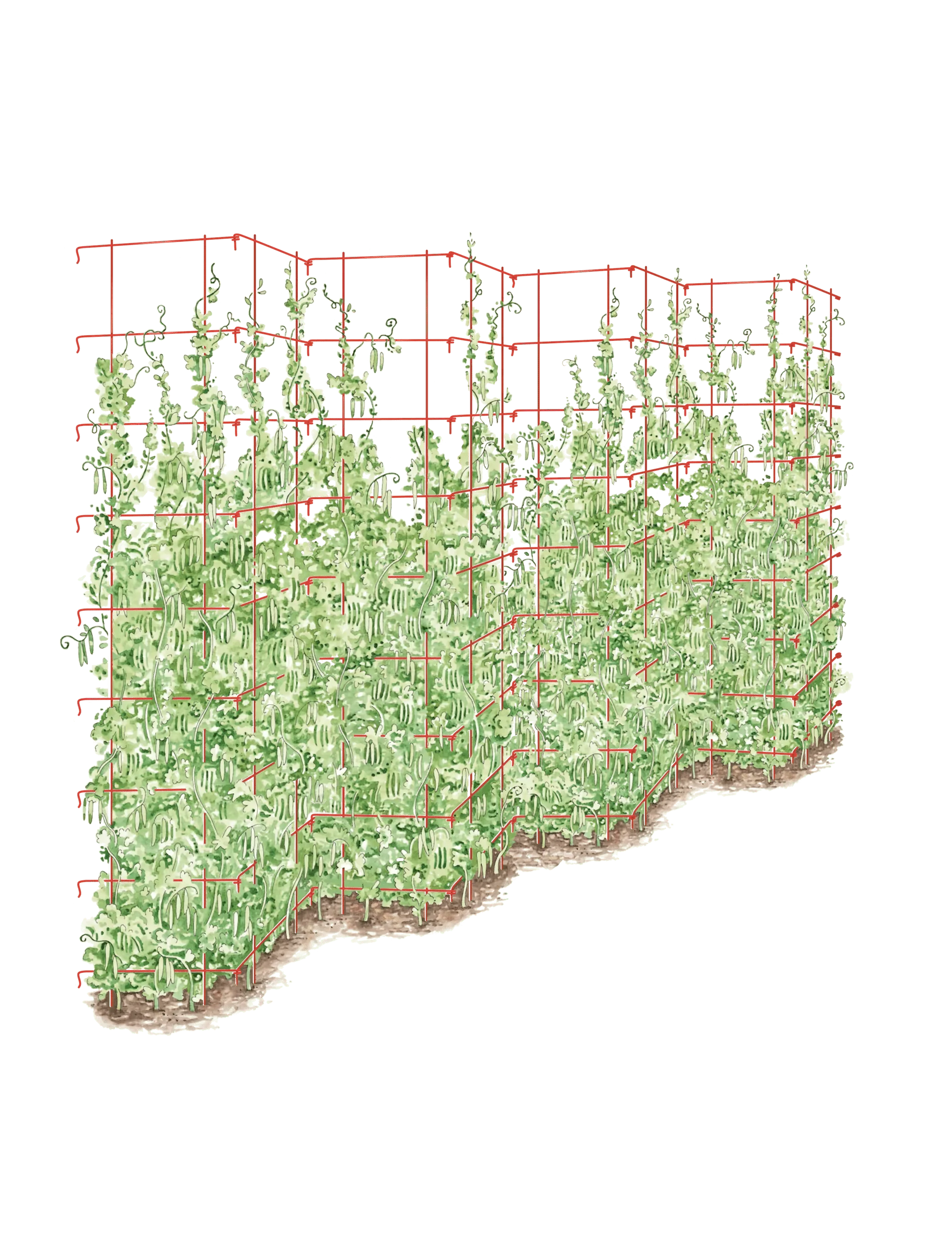 Tall Expandable Pea Trellis