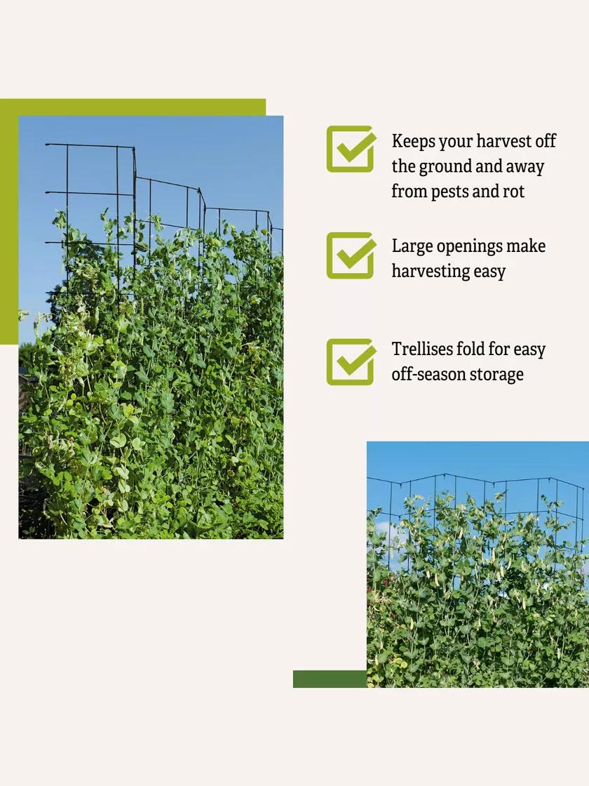 Tall Expandable Pea Trellis