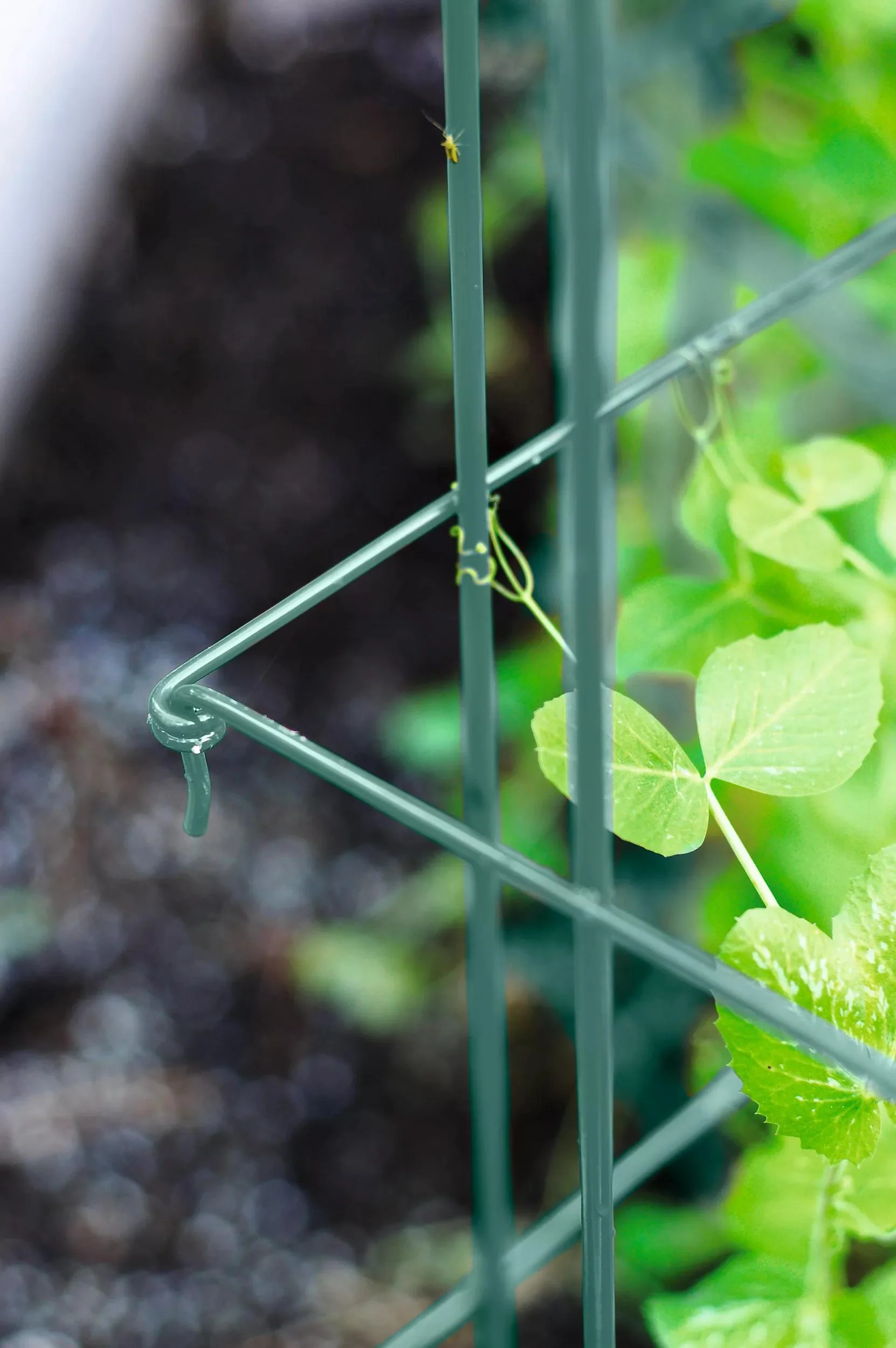 Tall Expandable Pea Trellis