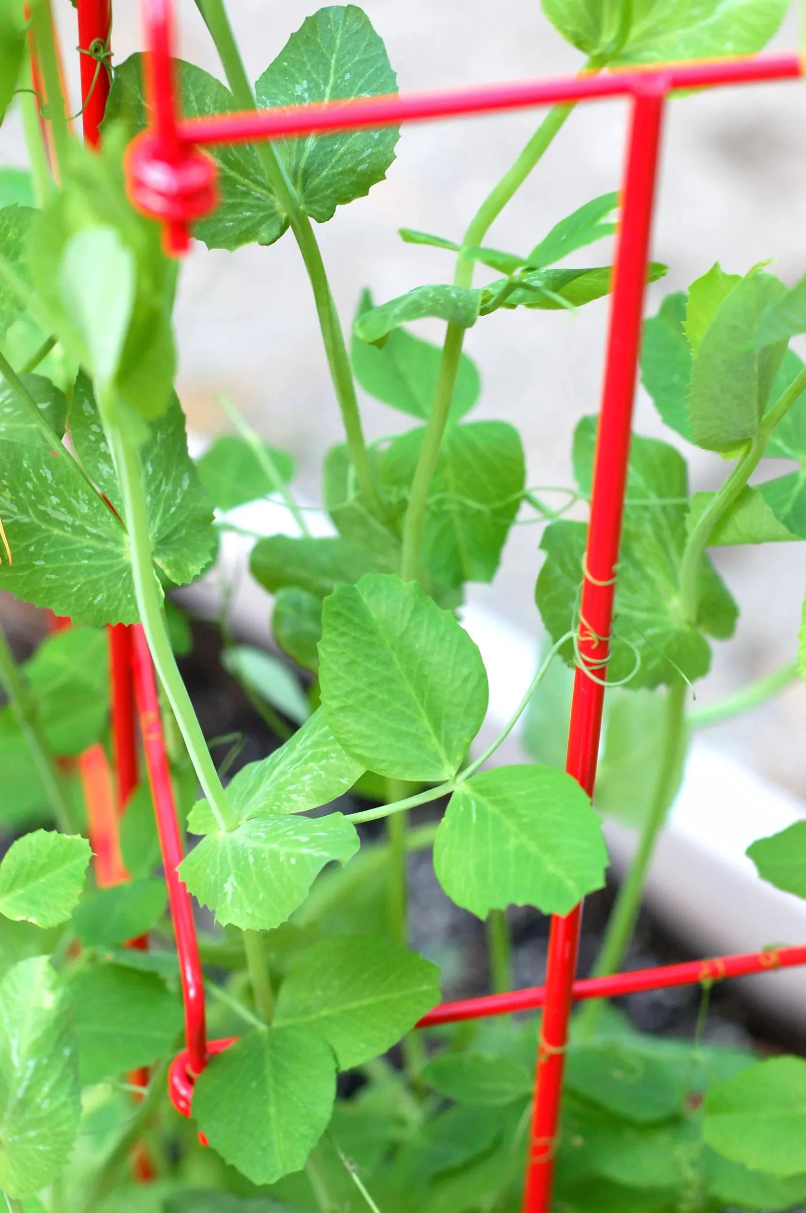 Tall Expandable Pea Trellis