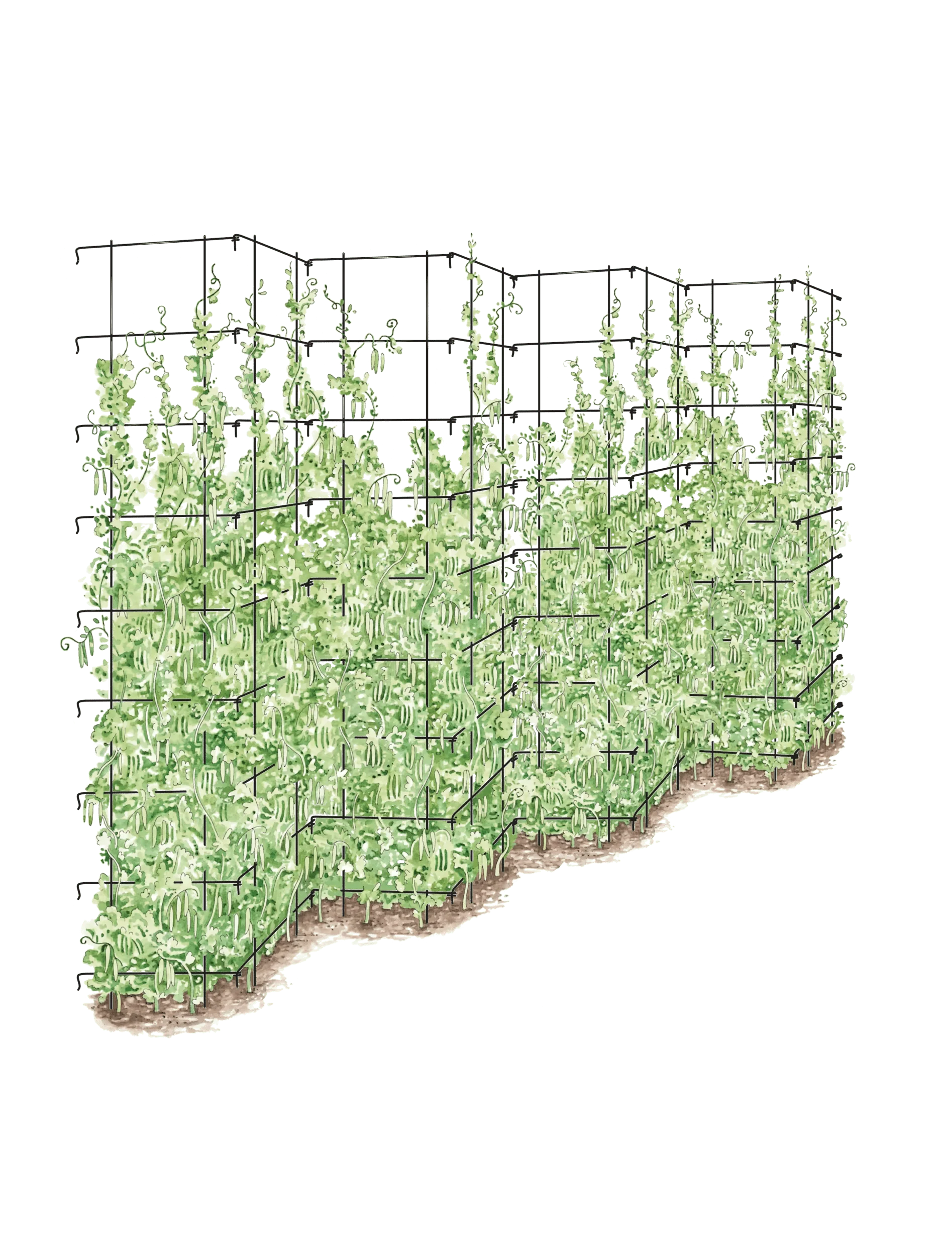 Tall Expandable Pea Trellis