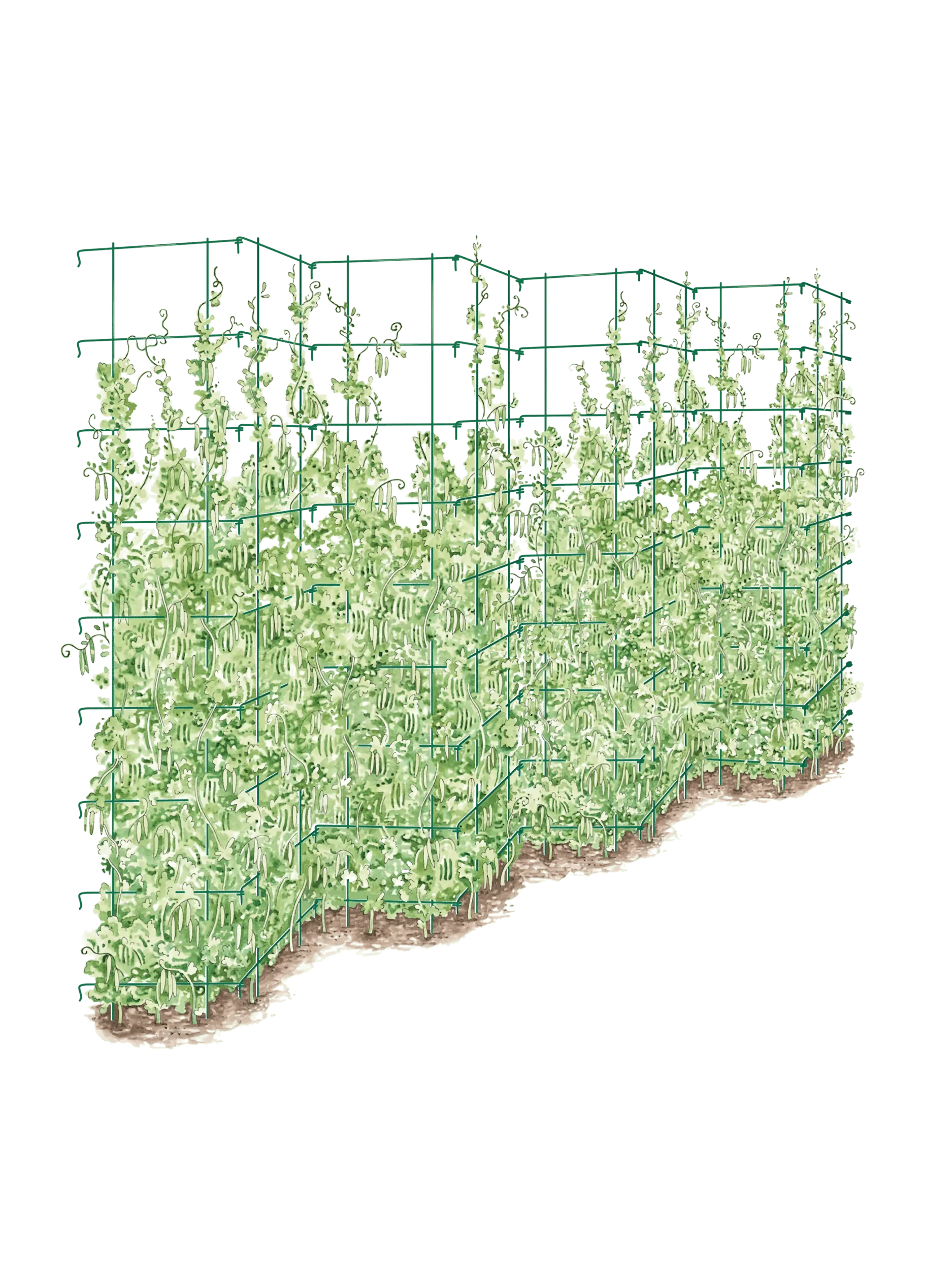 Tall Expandable Pea Trellis