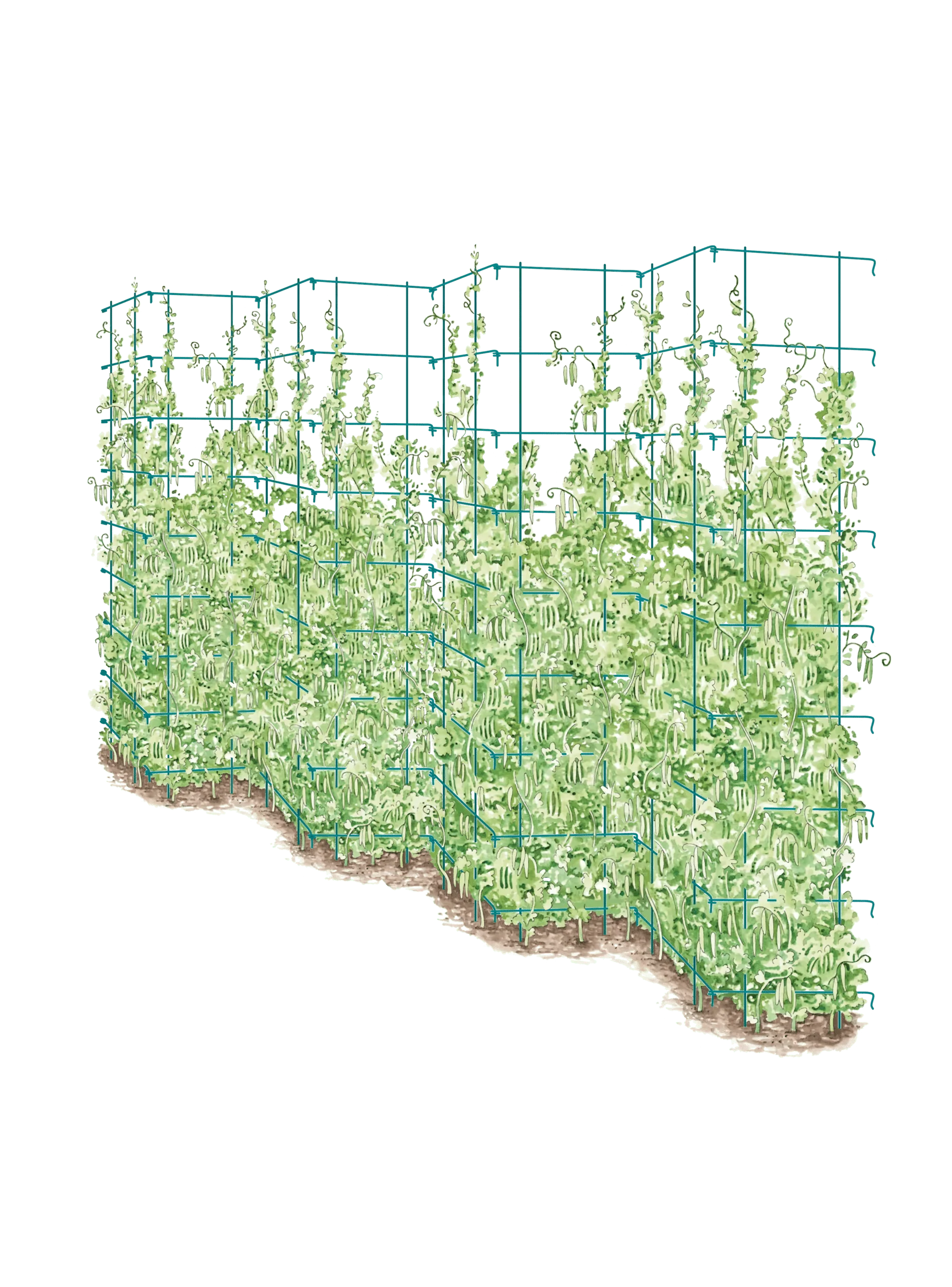 Tall Expandable Pea Trellis