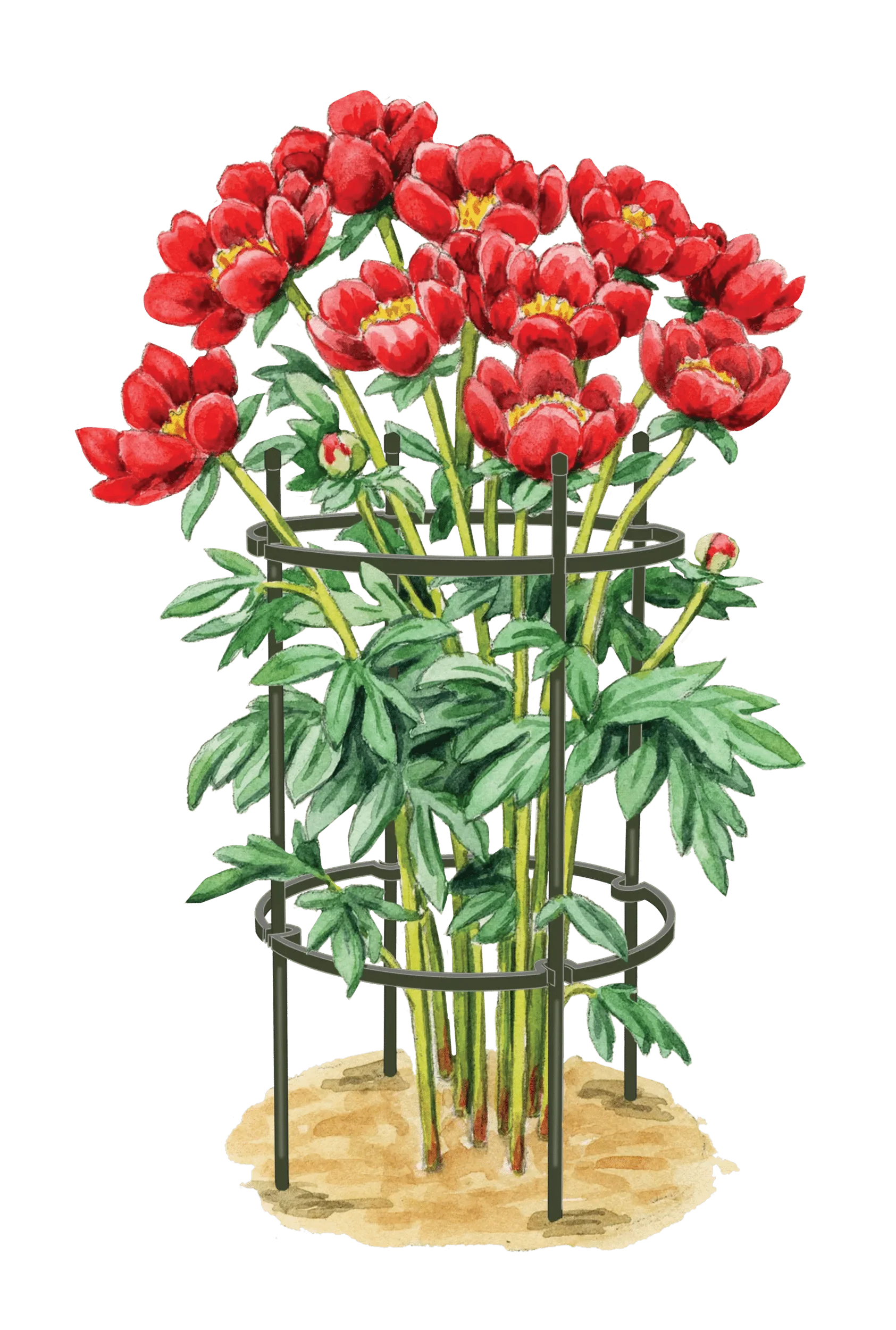 Titan Peony Supports, Medium, Set of 2