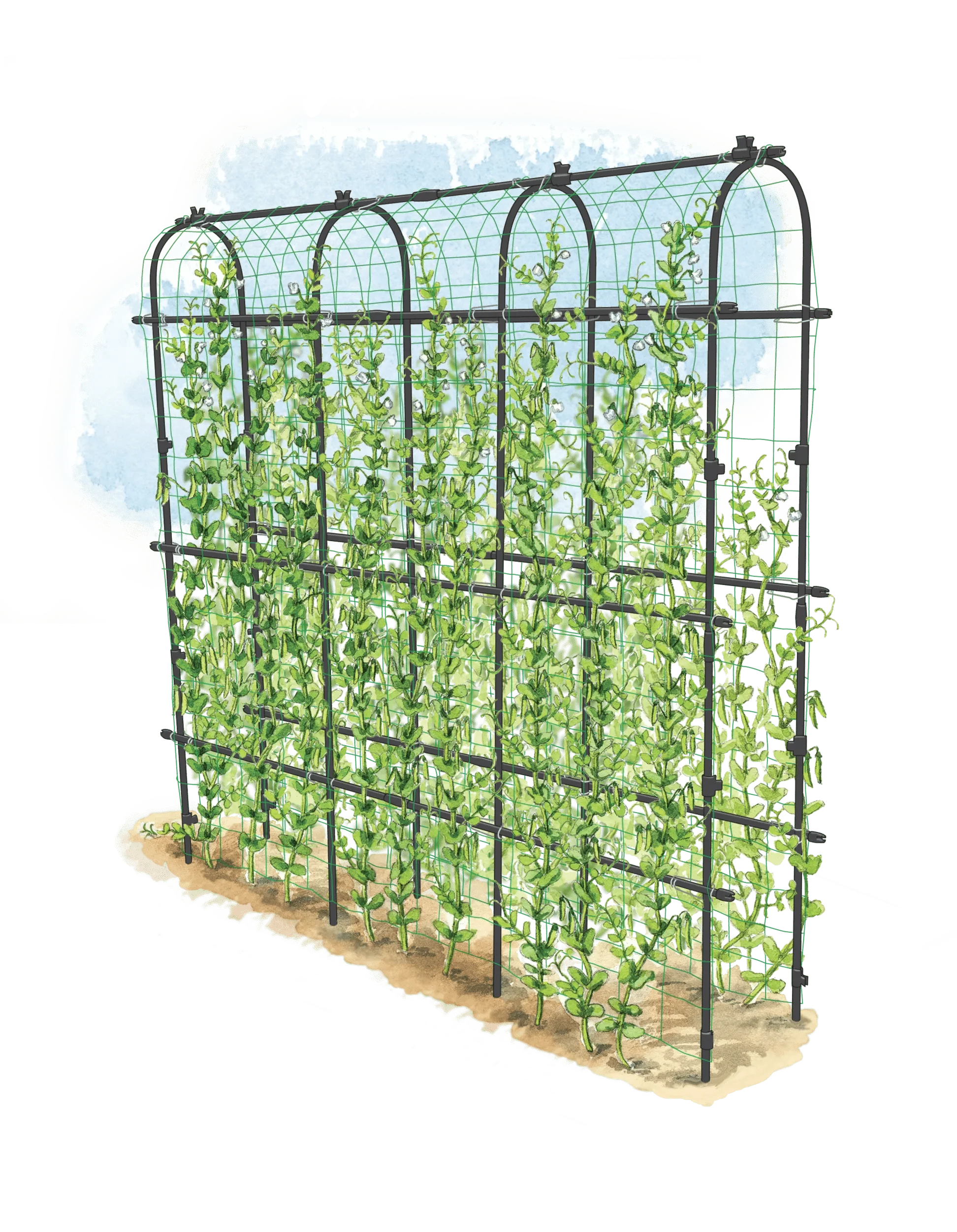 Titan™ Pea Tunnel