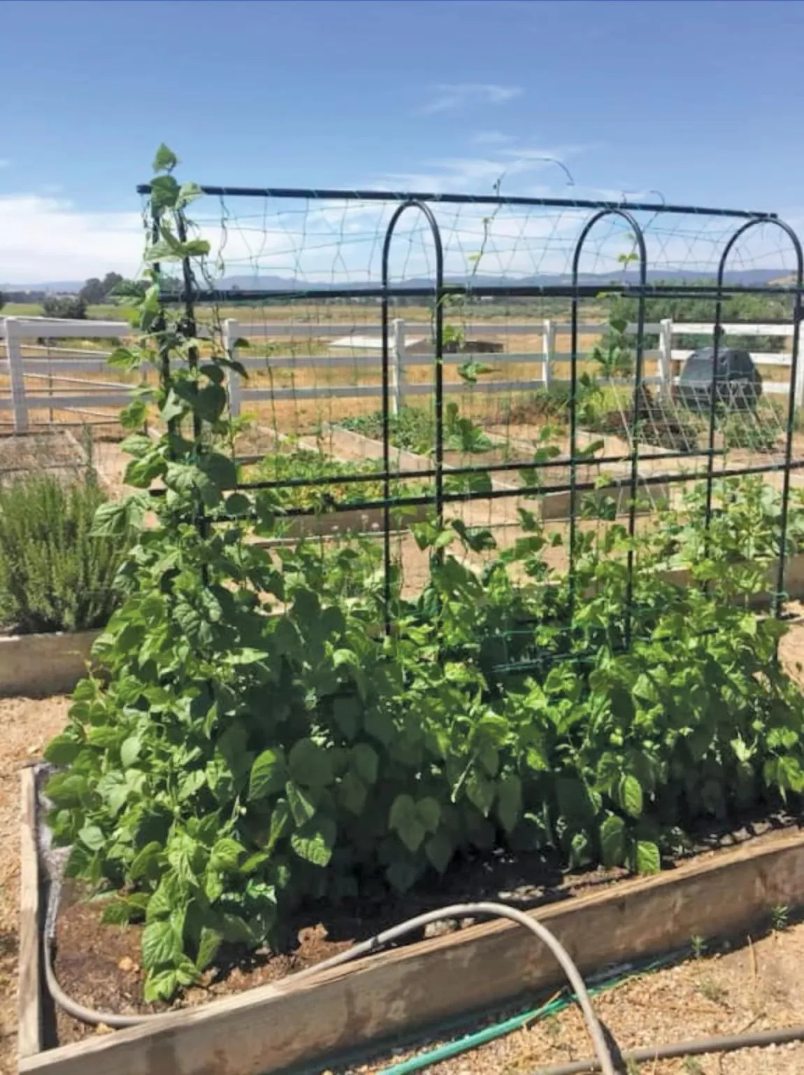 Titan™ Pea Tunnel