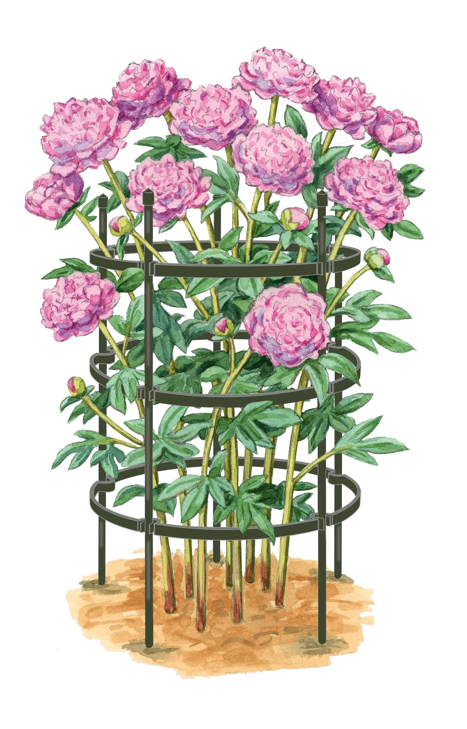 Titan™ Peony Supports, Large, Set of 2