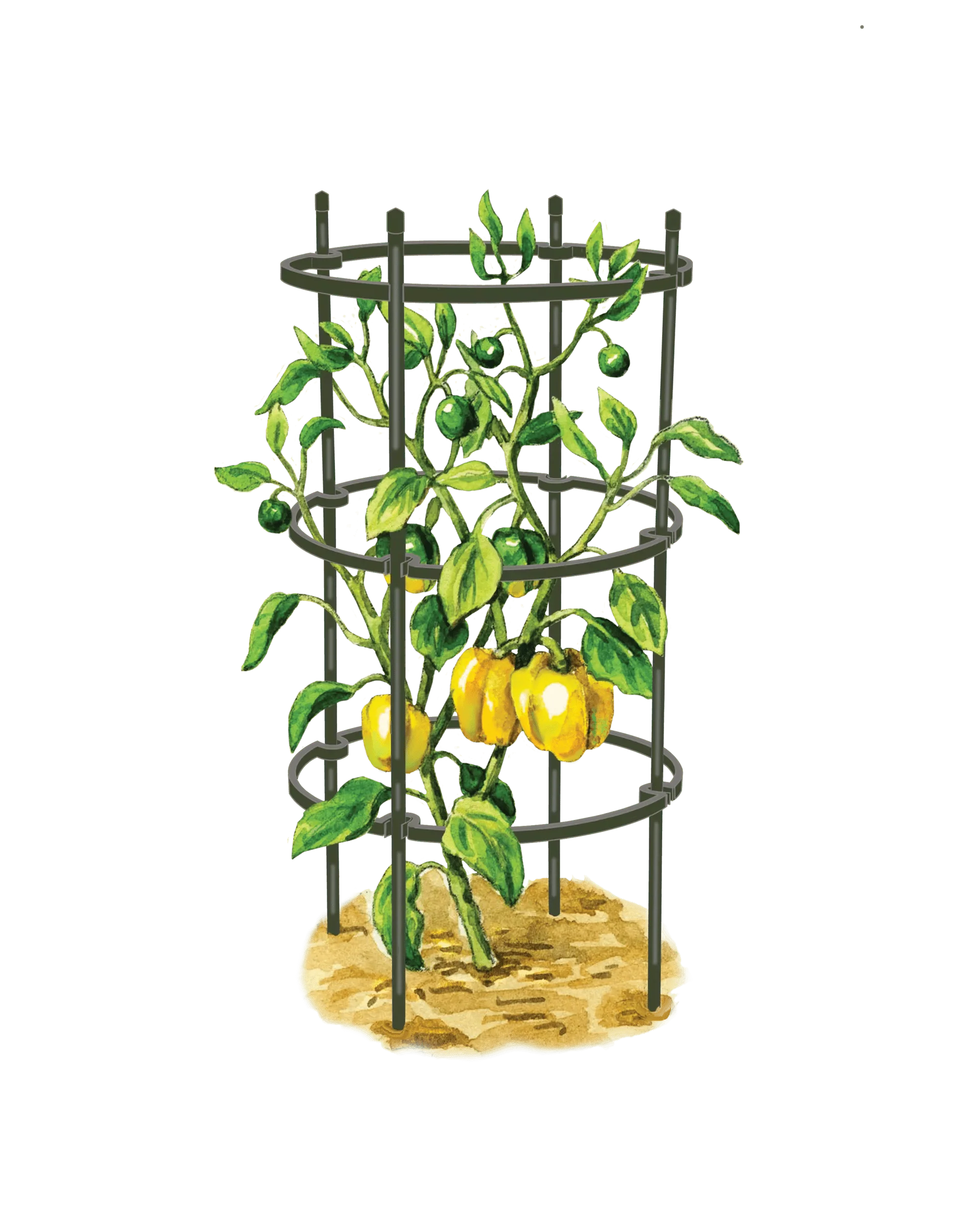 Titan™ Pepper Eggplant Cages, Set of 3