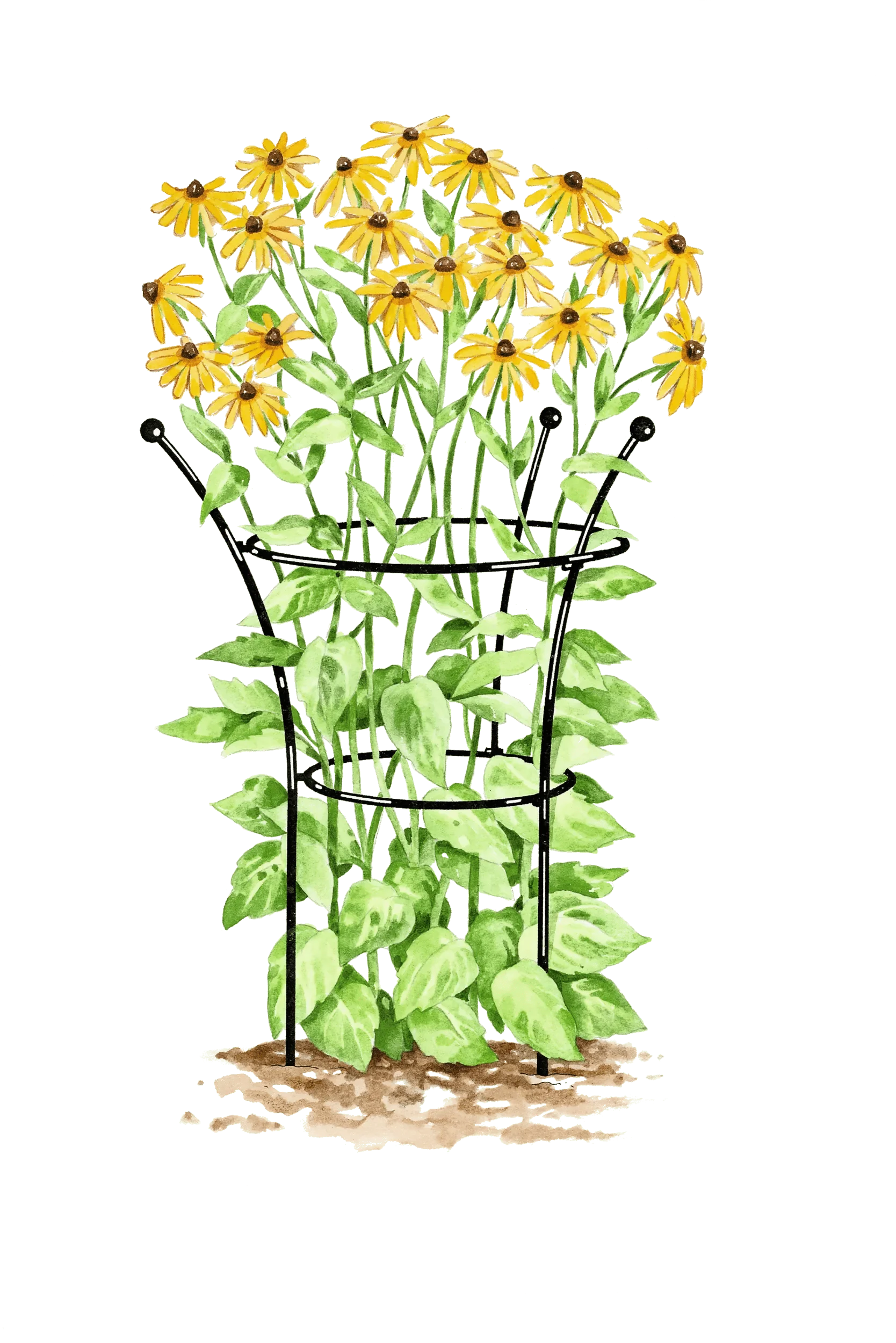Essex™ Plant Supports