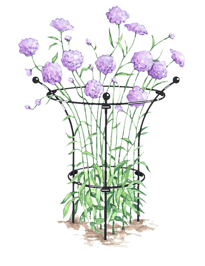 Essex™ Plant Supports