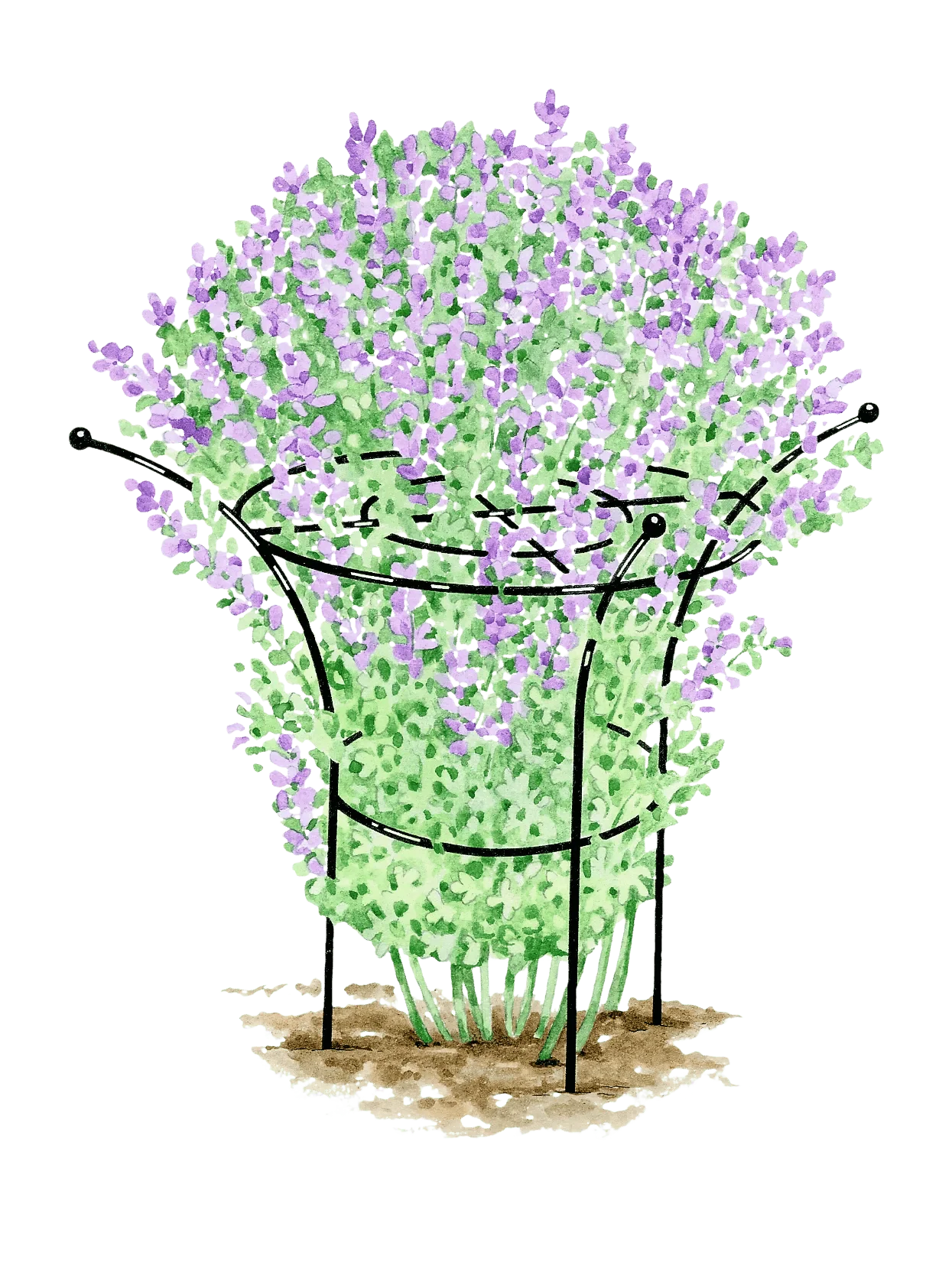 Essex™ Plant Supports