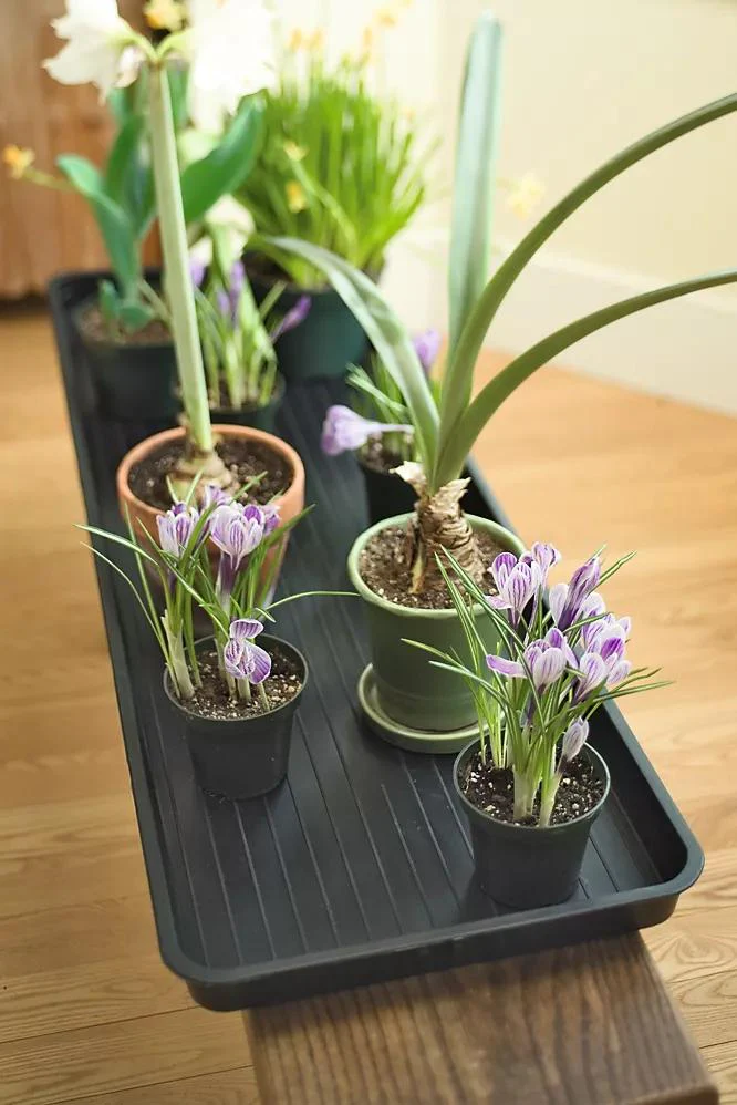 Large Boot Tray