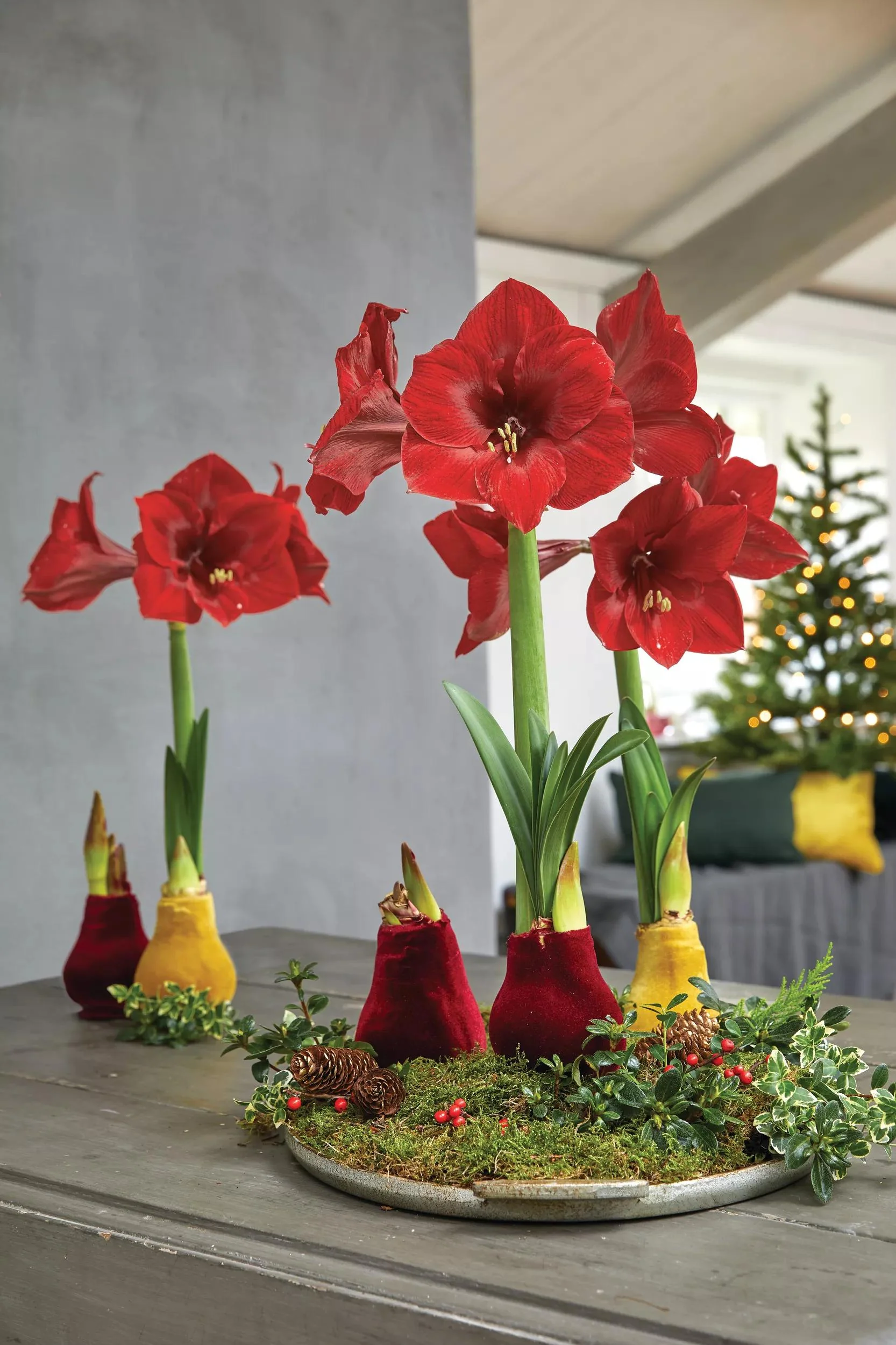 Velvet Waxed Amaryllis