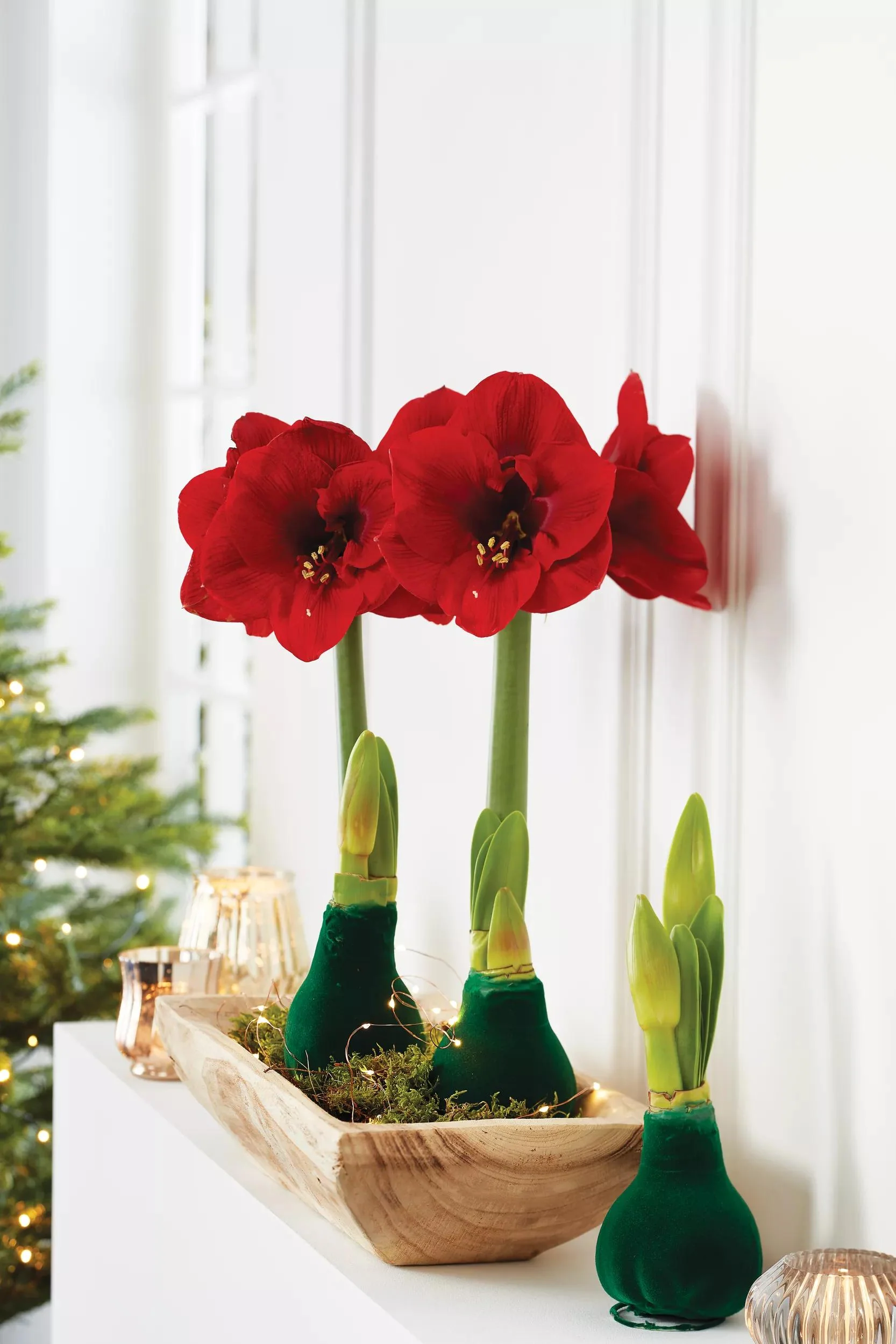 Velvet Waxed Amaryllis