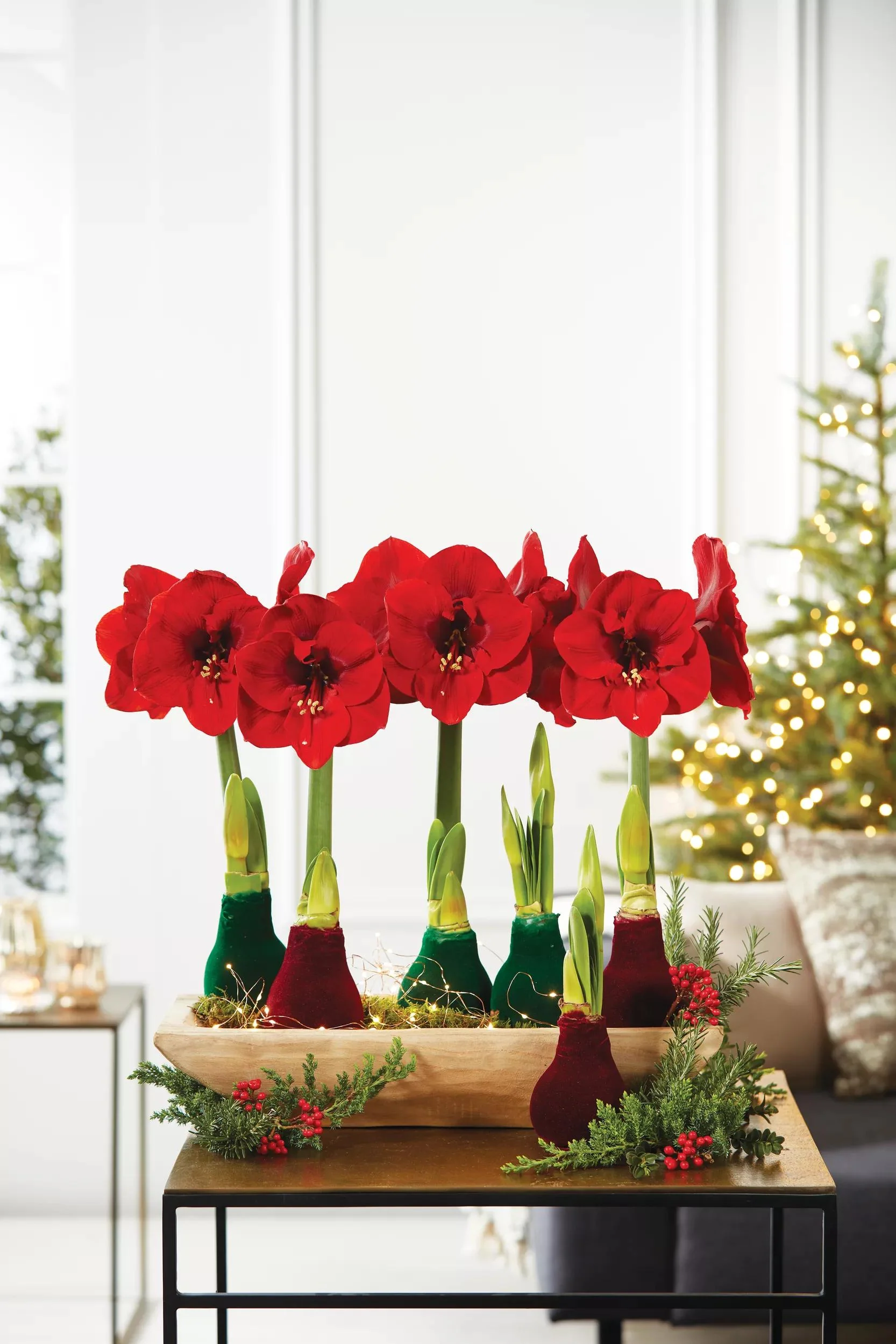 Velvet Waxed Amaryllis
