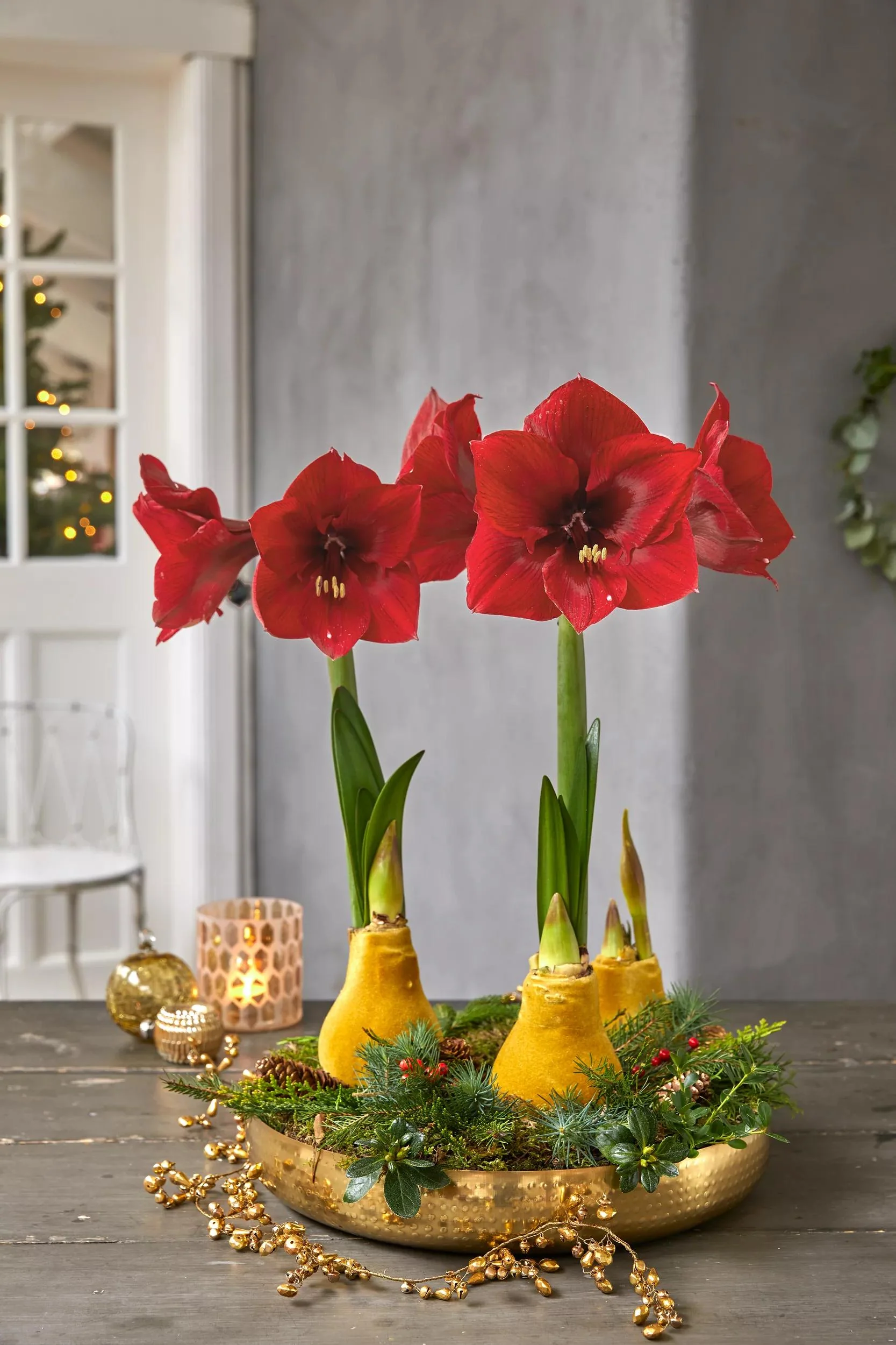 Velvet Waxed Amaryllis